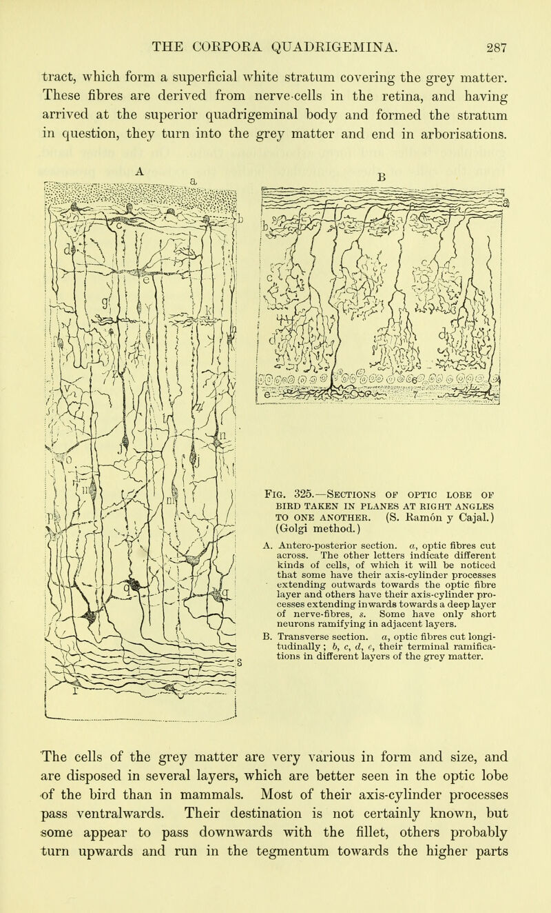 tract, which form a superficial white stratum covering the grey matter. These fibres are derived from nerve cells in the retina, and having arrived at the superior quadrigeminal body and formed the stratum in question, they turn into the grey matter and end in arborisations. Fig. 325.—Sections of optic lobe of bird taken in planes at right angles TO ONE ANOTHER. (S. Ramon y Cajal.) (Golgi method.) A. Antero-posterior section, a, optic fibres cut across. The other letters indicate different kinds of cells, of which it will be noticed that some have their axis-cylinder processes ■ extending outwards towards the optic fibre layer and others have their axis-cylinder pro- cesses extending inwards towards a deep layer of nerve-fibres, s. Some have only short neurons ramifying in adjacent layers. B. Transverse section, a, optic fibres cut longi- tudinally ; b, c, d, e, their terminal ramifica- tions in different layers of the grey matter. The cells of the grey matter are very various in form and size, and are disposed in several layers, which are better seen in the optic lobe of the bird than in mammals. Most of their axis-cylinder processes pass ventralwards. Their destination is not certainly known, but «ome appear to pass downwards with the fillet, others probably turn upwards and run in the tegmentum towards the higher parts