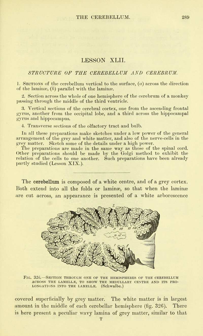 LESSON XLII. STRUCTURE OF THE CEREBELLUM AND CEREBRUM. 1. Sections of the cerebellum vertical to the surface, {a) across the direction of the laminse, (5) parallel with the laminae. •2. Section across the whole of one hemisphere of the cerebrum of a monkey passing through the middle of the third ventricle. 3. Vertical sections of the cerebral cortex, one from the ascending frontal gyrus, another from the occipital lobe, and a third across the hippocampal gyrus and hippocampus. 4. Transverse sections of the olfactory tract and bulb. In all these preparations make sketches under a low power of the general arrangement of the grey and white matter, and also of the nerve-cells in the grey matter. Sketch some of the details under a high power. The preparations are made in the same way as those of the spinal cord. Other preparations should be made by the Golgi method to exhibit the relation of the cells to one another. Such preparations have been already partly studied (Lesson XIX.). The cerebellum is composed of a white centre, and of a grey cortex. Both extend into all the folds or laminae, so that when the laminae are cut across, an appearance is presented of a white arborescence Fig. 326.—Section through one op the hemispheres of the cerebellum ACROSS the lamella, TO SHOW THE MEDULLARY CENTRE AND ITS PRO- LONGATIONS INTO THE LAMELLA. (Schwalbe.) covered superficially by grey matter. The white matter is in largest amount in the middle of each cerebellar hemisphere (fig. 326). There is here present a peculiar wavy lamina of grey matter, similar to that T