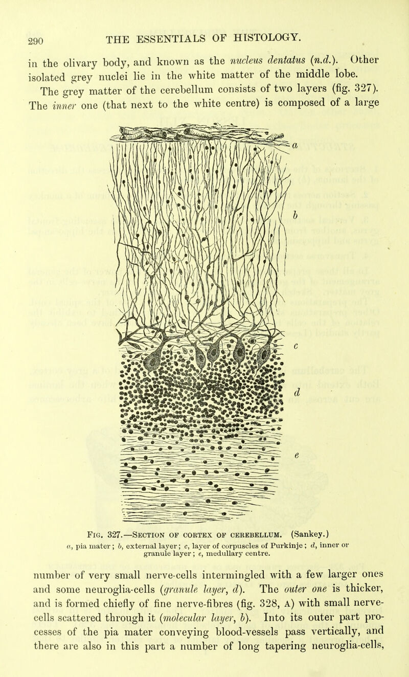 in the olivary body, and known as the nucleus dentatus (n.d.). Other isolated grey nuclei lie in the white matter of the middle lobe. The grey matter of the cerebellum consists of two layers (fig. 327). The inner one (that next to the white centre) is composed of a large Fig. 327.—Section of cortex of cerebellum. (Sankey.) a, pia mater ; b, external layer; c, layer of corpuscles of Purkinje ; d, inner or granule layer ; e, medullary centre. number of very small nerve-cells intermingled with a few larger ones and some neurogiia-cells {granule layer, d). The outer one is thicker, and is formed chiefly of fine nerve-fibres (fig. 328, A) with small nerve- cells scattered through it {molecular layer, b). Into its outer part pro- cesses of the pia mater conveying blood-vessels pass vertically, and there are also in this part a number of long tapering neuroglia-cells.