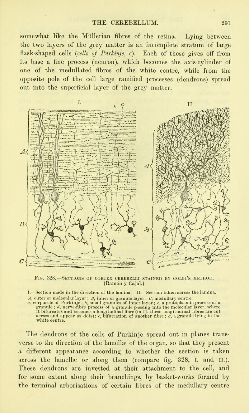 somewhat like the Miillerian fibres of the retina. Lying between the two layers of the grey matter is an incomplete stratum of large flask-shaped cells {cells of Furkinje, c). Each of these gives off from its base a fine process (neuron), which becomes the axis-cylinder of one of the medullated fibres of the white centre, while from the opposite pole of the cell large ramified processes (dendrons) spread out into the superficial layer of the grey matter. Fig. 328.—Sections of cortex cerebelli stained by golgi's method. (Ramon y Cajal.) I.—Section made in the direction of the lamina. II.—Section taken across the lamina. A, outer or molecular layer ; B, inner or granule layer ; C, medullary centre. o, corpuscle of Purkinje ; b, small granules of inner layer ; c, a protoplasmic process of a granule ; d, nerve-fibre process of a granule p issing into the molecular layer, where it bifurcates and becomes a longitudinal fibre (in II. these longitudinal fibres are cut across and appear as dots); e, bifurcation of another fibre; g, a granule lying in the white centre. The dendrons of the cells of Purkinje spread out in planes trans- verse to the direction of the lamellae of the organ, so that they present a different appearance according to whether the section is taken across the lamellae or along them (compare fig. 328, i. and ii.). These dendrons are invested at their attachment to the cell, and for some extent along their branchings, by basket-works formed by the terminal arborisations of certain fibres of the medullary centre