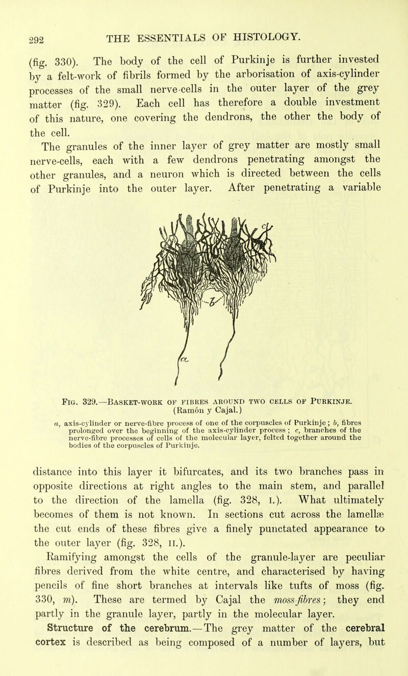 (fig. 330). The body of the cell of Purkinje is further invested by a felt-work of fibrils formed by the arborisation of axis-cylinder processes of the small nerve-cells in the outer layer of the grey matter (fig. 329). Each cell has therefore a double investment of this nature, one covering the dendrons, the other the body of the cell. The granules of the inner layer of grey matter are mostly small nerve-cells, each with a few dendrons penetrating amongst the other granules, and a neuron which is directed between the cells of Purkinje into the outer layer. After penetrating a variable Fig. 329.—Basket-work of fibres around two cells of Purkinje. (Ramon y Cajal.) a, axis-cylinder or nerve-fibre process of one of the corpuscles of Purkinje ; b, fibres prolongred over the beginning of the axis-cylinder process ; c, branches of the nerve-fibre processes of cells of the molecular layer, felted together around the bodies of the corpuscles of Purkinje. distance into this layer it bifurcates, and its two branches pass in opposite directions at right angles to the main stem, and parallel to the direction of the lamella (fig. 328, I.). What ultimately becomes of them is not known. In sections cut across the lamellae the cut ends of these fibres give a finely punctated appearance to the outer layer (fig. 328, ii.). Ramifying amongst the cells of the granule-layer are peculiar fibres derived from the white centre, and characterised by having pencils of fine short branches at intervals like tufts of moss (fig. 330, m). These are termed by Cajal the moss fibres; they end partly in the granule layer, partly in the molecular layer. Structure of the cerebrum.—The grey matter of the cerebral cortex is described as being composed of a number of layers, but