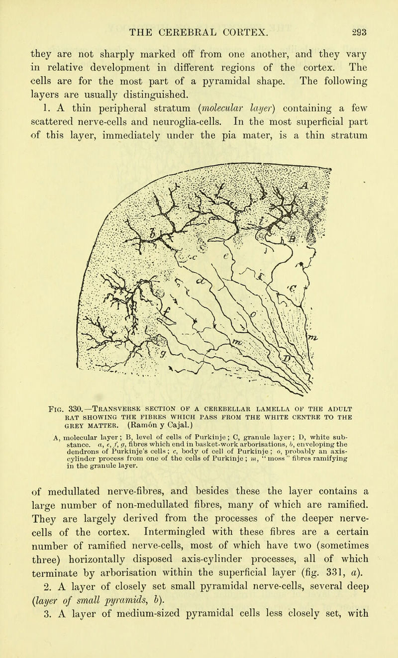 they are not sharply marked off from one another, and they vary in relative development in different regions of the cortex. The cells are for the most part of a pyramidal shape. The following layers are usually distinguished. 1. A thin peripheral stratum [molecular layer) containing a few scattered nerve-cells and neuroglia-cells. In the most superficial part of this layer, immediately under the pia mater, is a thin stratum Fig. 330.—Transverse section of a cerebellar lamella of the adult rat showing the fibres which pass from the white centre to the GREY MATTER. (Ramon y Cajal.) A, molecular layer; B, level of cells of Purkinje ; C, granule laj^er; D, white sub- stance, ft, e, f, g, fibres which end in basket-work arborisations, b, enveloping the dendrons of Purkinje's cells; c, body of cell of Purkinje ; o, probably an axis- cylinder process fi-om one of the cells of Purkinje ; m,  moss  fibres ramifying in the granule layer. of medullated nerve-fibres, and besides these the layer contains a large number of non-medullated fibres, many of which are ramified. They are largely derived from the processes of the deeper nerve- cells of the cortex. Intermingled with these fibres are a certain number of ramified nerve-cells, most of which have two (sometimes three) horizontally disposed axis-cylinder processes, all of which terminate by arborisation within the superficial layer (fig. 331, a). 2. A layer of closely set small pyramidal nerve-cells, several deep {layer of small pyramids, h). 3. A layer of medium-sized pyramidal cells less closely set, with