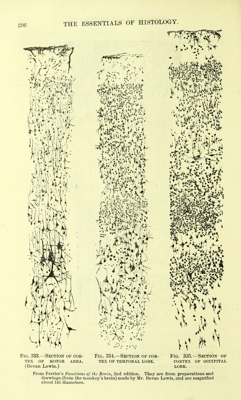 mm I ' Fig. 333.—Section of cor- tex OF motor area. (Bevan Lewis.) s..*4 * 'mm •1 Fig. 334.—Section of cor- tex OF temporal lobe. Mm Fig. 335.—Section of cortex of occipital lobe. From Ferrier's Functions of the Brain, 2nd edition. They are from preparations and drawings (fi-om the monkej''s brain) made by Mr. Bevan Lewis, and are magnified about 145 diameters.