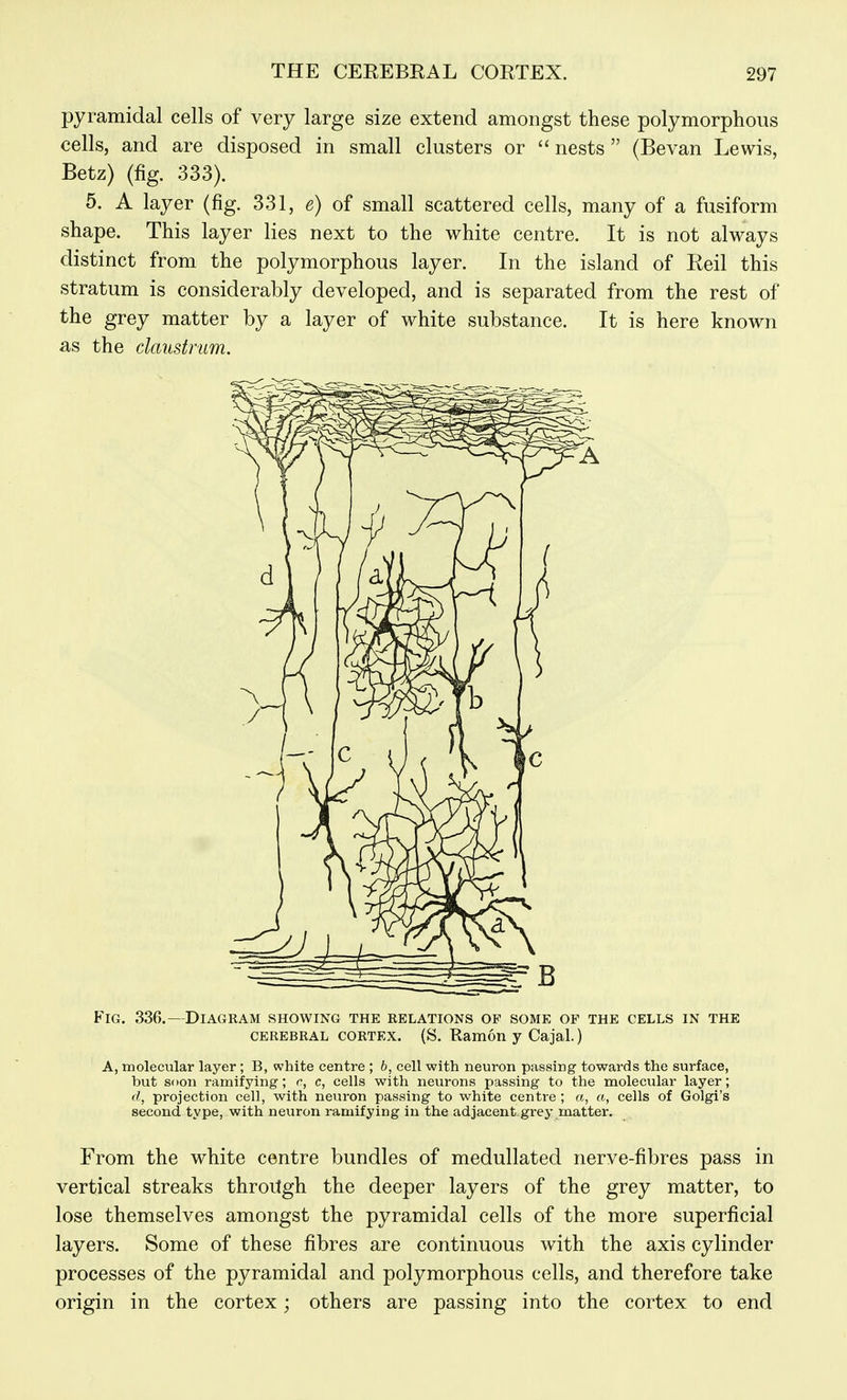 pyramidal cells of very large size extend amongst these polymorphous cells, and are disposed in small clusters or  nests  (Bevan Lewis, Betz) (fig. 333). 5. A layer (fig. 331, e) of small scattered cells, many of a fusiform shape. This layer lies next to the white centre. It is not always distinct from the polymorphous layer. In the island of Reil this stratum is considerably developed, and is separated from the rest of the grey matter by a layer of white substance. It is here known as the daustnm. Fig. 336.—Diagram showing the eelations of some of the cells in the CEREBRAL CORTEX. (S. Ramon y Cajal.) A, molecular layer ; B, white centre ; b, cell with neuron passing towards the surface, but soon ramifying; r, c, cells with neurons passing to the molecular layer; d, projection cell, with neuron passing to white centre ; a, a, cells of Golgi's second type, with neuron ramifying in the adjacent grey matter. From the white centre bundles of medullated nerve-fibres pass in vertical streaks throitgh the deeper layers of the grey matter, to lose themselves amongst the pyramidal cells of the more superficial layers. Some of these fibres are continuous with the axis cylinder processes of the pyramidal and polymorphous cells, and therefore take origin in the cortex; others are passing into the cortex to end