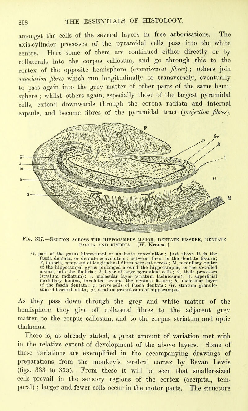 amongst the cells of the several layers in free arborisations. The axis-cylinder processes of the pyramidal cells pass into the white centre. Here some of them are continued either directly or by collaterals into the corpus callosum, and go through this to the cortex of the opposite hemisphere (commissural fibres); others join association fibres which run longitudinally or transversely, eventually to pass again into the grey matter of other parts of the same hemi- sphere ; whilst others again, especially those of the largest pyramidal cells, extend downwards through the corona radiata and internal capsule, and become fibres of the pyramidal tract (projection fibres). Fig. 337.—Section across the hippocampus majok, dentate fissure, dentate FASCIA AND FIMBRIA. (W. Krause.) G, part of the gyrus hippocampi or uncinate convolution ; just above it is the fascia dentata, or dentate convolution ; between them is the dentate fissure ; F, fimbria, composed of longitudinal fibres here cut across; M, medullary centre ot the hippocampal gyrus prolonged around the hippocampus, as the so-called alveus, into the fimbria ; 3, layer of large pyramidal cells; 2, their processes (stratum radiatum); 4, molecular layer (stratum laciniosum); 1, superficial medullary lamina, involuted around the dentate fissure; b, molecular layer of the fascia dentata; p, nerve-cells of fascia dentata ; Gr, stratum granulo- sum of fascia dentata; gr, stratum granvilosum of hippocampus. As they pass down through the grey and white matter of the hemisphere they give off collateral fibres to the adjacent grey matter, to the corpus callosum, and to the corpus striatum and optic thalamus. There is, as already stated, a great amount of variation met with in the relative extent of development of the above layers. Some of these variations are exemplified in the accompanying drawings of preparations from the monkey's cerebral cortex by Bevan Lewis (figs. 333 to 335). From these it will be seen that smaller-sized cells prevail in the sensory regions of the cortex (occipital, tem- poral) ; larger and fewer cells occur in the motor parts. The structure