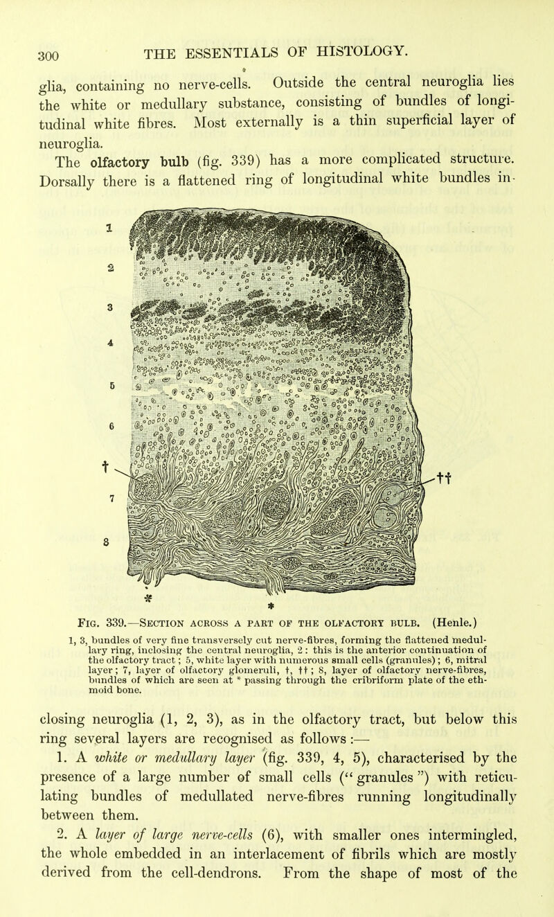 glia, containing no nerve-cells. Outside the central neuroglia lies the white or medullary substance, consisting of bundles of longi- tudinal white fibres. Most externally is a thin superficial layer of neuroglia. The olfactory bulb (fig. 339) has a more complicated structure. Dorsally there is a flattened ring of longitudinal white bundles in- Fig. 339.—Section across a part of the olfactory bulb. (Henle.) 1, 3, bundles of very fine transversely cut nerve-fibres, forming the flattened medul- lary ring, inclosing the central neuroglia, 2 : this is the anterior continuation of the olfactory tract; 5, white layer with numerous small cells (granules); 6, mitral layer; 7, layer of olfactory glomeruli, t, tt ; 8, layer of olfactory nerve-fibres, bimdles of which are seen at * passing through the cribriform plate of the eth- moid bone. closing neuroglia (1, 2, 3), as in the olfactory tract, but below this ring several layers are recognised as follows :—- 1. A white or medullary layer (fig. 339, 4, 5), characterised by the presence of a large number of small cells (granules) with reticu- lating bundles of medullated nerve-fibres running longitudinally between them. 2. A layer of large nerve-cells (6), with smaller ones intermingled, the whole embedded in an interlacement of fibrils which are mostly derived from the cell-dendrons. From the shape of most of the