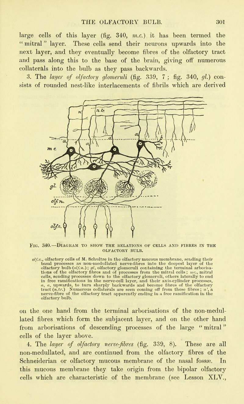 large cells of this layer (fig. 340, m.c.) it has been termed the  mitral layer. These cells send their neurons upwards into the next layer, and they eventually become fibres of the olfactory tract and pass along this to the base of the brain, giving off numerous collaterals into the bulb as they pass backwards. 3. The layer of olfactory glomeruli (fig. 339, 7 ; fig. 340, gl.) con- sists of rounded nest-like interlacements of fibrils which are derived Fig. 340.—Diagkam to show the relations of cells and fibres in the olfactory bulb. olf.c, olfactory cells of M. Schultze in the olfactory mucous membrane, sending their basal processes as non-medullated nerve-fibres into the deepest layer of the olfactory bulb (o^/'./i.); gl, olfactory glomeruli containing the terminal arborisa- tions of the olfactory fibres and of processes from the mitral cells ; hic, mitral cells, sending processes down to the olfactory glomeruli, others laterally to end in free ramifications in the nerve-cell layer, and their axis-cylinder processes, a, a, upwards, to turn sharplj^ backwards and become fibres of the olfactory tract (n.i?\) Numerous collaterals are seen coming off from these fibres; n', a nerve-fibre of the olfactory tract apparently ending in a free ramification in the olfactory bulb. on the one hand from the terminal arborisations of the non-medul- lated fibres which form the subjacent layer, and on the other hand from arborisations of descending processes of the large  mitral cells of the layer above. 4. The layer of olfactory nerve-fibres (fig. 339, 8). These are all non-medullated, and are continued from the olfactory fibres of the Schneiderian or olfactory mucous membrane of the nasal fossae. In this mucous membrane they take origin from the bipolar olfactory cells which are characteristic of the membrane (see Lesson XLY., P