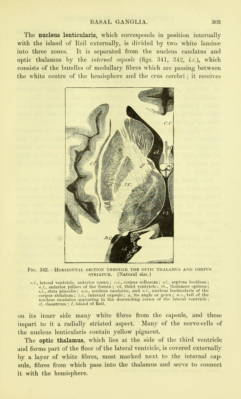 The nucleus lenticularis, which corresponds in position internally with the island of Eeil externally, is divided by two white laminae into three zones. It is separated from the nucleus caudatus and optic thalamus by the internal capsule (figs. 341, 342, i.e.), which consists of the bundles of medullary fibres which are passing between the white centre of the hemisphere and the crus cerebri; it receives Fig. 342.—Horizontal section through the optic thalamus and corpus STRIATUM. (Natural size.) V.I., lateral ventricle, anterior cornii; c.c, corpus callosum; s.L, septum luoidum ; a.f., anterior pillars of the fornix; r3, third ventricle; th., thalamus opticus; s.'t., stria pinealis ; n.c, nucleus caudatus, and n.L, nucleus lenticularis of the corpus striatum; i.e., intei-nal capsule; g, its angle or genu; n.c, tail of the nucleus caudatus appearing in the descending cornu of the lateral ventricle; cl, claustrum ; /, island of Reil. on its inner side many white fibres from the capsule, and these impart to it a radially striated aspect. Many of the nerve-cells of the nucleus lenticularis contain yellow pigment. The optic thalamus, which lies at the side of the third ventricle and forms part of the floor of the lateral ventricle, is covered externally by a layer of white fibres, most marked next to the internal cap- sule, fibres from which pass into the thalamus and serve to connect it with the hemisphere.