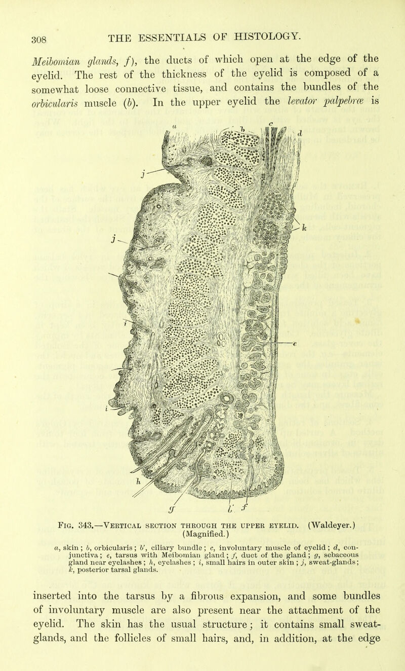 Meibomian glands, f), the ducts of which open at the edge of the eyelid. The rest of the thickness of the eyelid is composed of a somewhat loose connective tissue, and contains the bundles of the orbicularis muscle (b). In the upper eyelid the levator palpebrce is Fig. 343.—Vertical section through the upper eyelid. (Waldeyer.) (Magnified.) a, skin ; b, orbicularis ; h', ciliary bundle ; c, involuntary muscle of eyelid; d, con- junctiva ; e, tarsus with Meibomian gland; /, duct of the gland ; g, sebaceovis gland near eyelashes ; h, eyelashes ; i, small hairs in outer skin ; j, sweat-glands; k, posterior tarsal glands. inserted into the tarsus by a fibrous expansion, and some bundles of involuntary muscle are also present near the attachment of the eyelid. The skin has the usual structure; it contains small sweat- glands, and the follicles of small hairs, and, in addition, at the edge