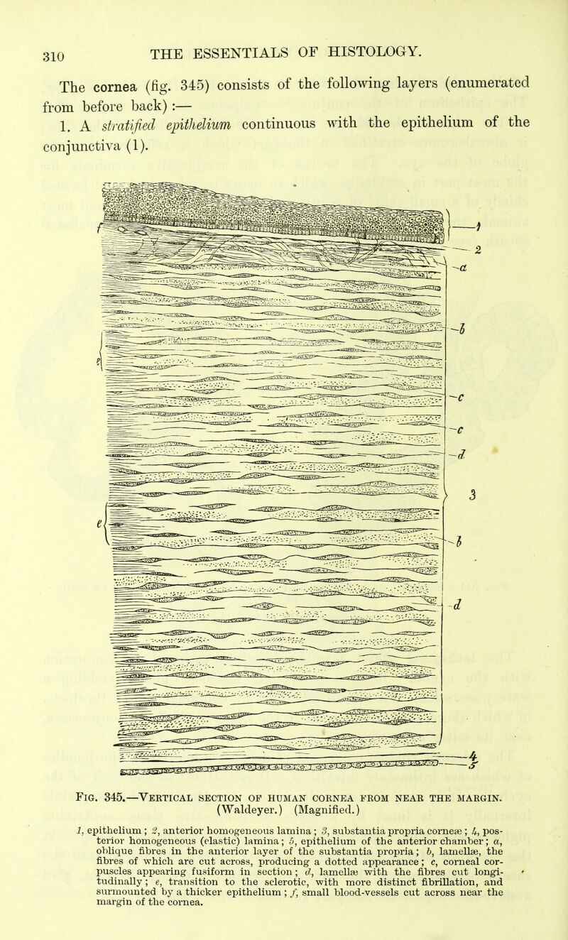 The cornea (fig. 345) consists of the following layers (enumerated from before back) :— 1. A stratified epithelium continuous with the epithelium of the conjunctiva (1). Fig. 345.—Vertical section of human cornea from near the margin. (Waldeyer.) (Magnified.) 1, epithelium ; 2, anterior homogeneous lamina ; 3, substantia propria cornese ; U, pos- terior homogeneous (elastic) lamina; 5, epithelium of the anterior chamber; a, oblique fibres in the anterior layer of the substantia propria; h, lamellae, the fibres of which are cut across, producing a dotted appearance; c, corneal cor- puscles appearing fusiform in section ; d, lamellaj with the fibres cut longi- tudinally ; e, transition to the sclerotic, with more distinct fibrillation, aiid surmounted by a thicker epithelium ; /, small blood-vessels cut across near the margin of the cornea.
