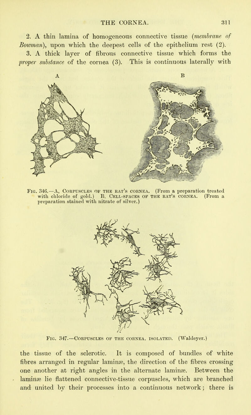2. A thin lamina of homogeneous connective tissue {membrane of Bowman)^ upon which the deepest cells of the epithelium rest (2). 3. A thick layer of fibrous connective tissue which forms the proper substance of the cornea (3). This is continuous laterally with A B Fig. 346.—a, Corpuscles of the kat's coenea. (From a preparation treated with chloride of gold.) B, Cell-spaces op the rat's cornea. (From a preparation stained with nitrate of silver.) Fig. 347-—Corpuscles of the cornea, isolated. (AValdeyer.) the tissue of the sclerotic. It is composed of bundles of white fibres arranged in regular laminae, the direction of the fibres crossing one another at right angles in the alternate laminae. Between the laminae lie flattened connective-tissue corpuscles, which are branched and united by their processes into a continuous network; there is