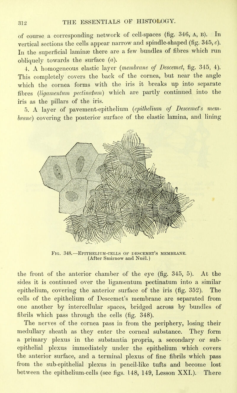 of course a corresponding network of cell-spaces (fig. 346, A, b). In vertical sections the cells appear narrow and spindle-shaped (fig. 345, c). In the superficial laminae there are a few bundles of fibres which run obliquely towards the surface {a). 4. A homogeneous elastic layer (membrane of Descemet, fig. 345, 4). This completely covers the back of the cornea, but near the angle which the cornea forms with the iris it breaks up into separate fibres (ligamentum pedinatum) which are partly continued into the iris as the pillars of the iris. 5. A layer of pavement-epithelium {epithelium of Descemefs mem- brane) covering the posterior surface of the elastic lamina, and lining Fig, 348.—Epithelium-cells of descemet's membkane. (After Smirnow and Nuel.) the front of the anterior chamber of the eye (fig. 345, 5). At the sides it is continued over the ligamentum pectinatum into a similar epithelium, covering the anterior surface of the iris (fig. 352). The cells of the epithelium of Descemet's membrane are separated from one another by intercellular spaces, bridged across by bundles of fibrils which pass through the cells (fig. 348). The nerves of the cornea pass in from the periphery, losing their medullary sheath as they enter the corneal substance. They form a primary plexus in the substantia propria, a secondary or sub- epithelial plexus immediately under the epithelium which covers the anterior surface, and a terminal plexus of fine fibrils which pass from the sub-epithelial plexus in pencil-like tufts and become lost between the epithelium-cells (see figs. 148, 149, Lesson XXL). There
