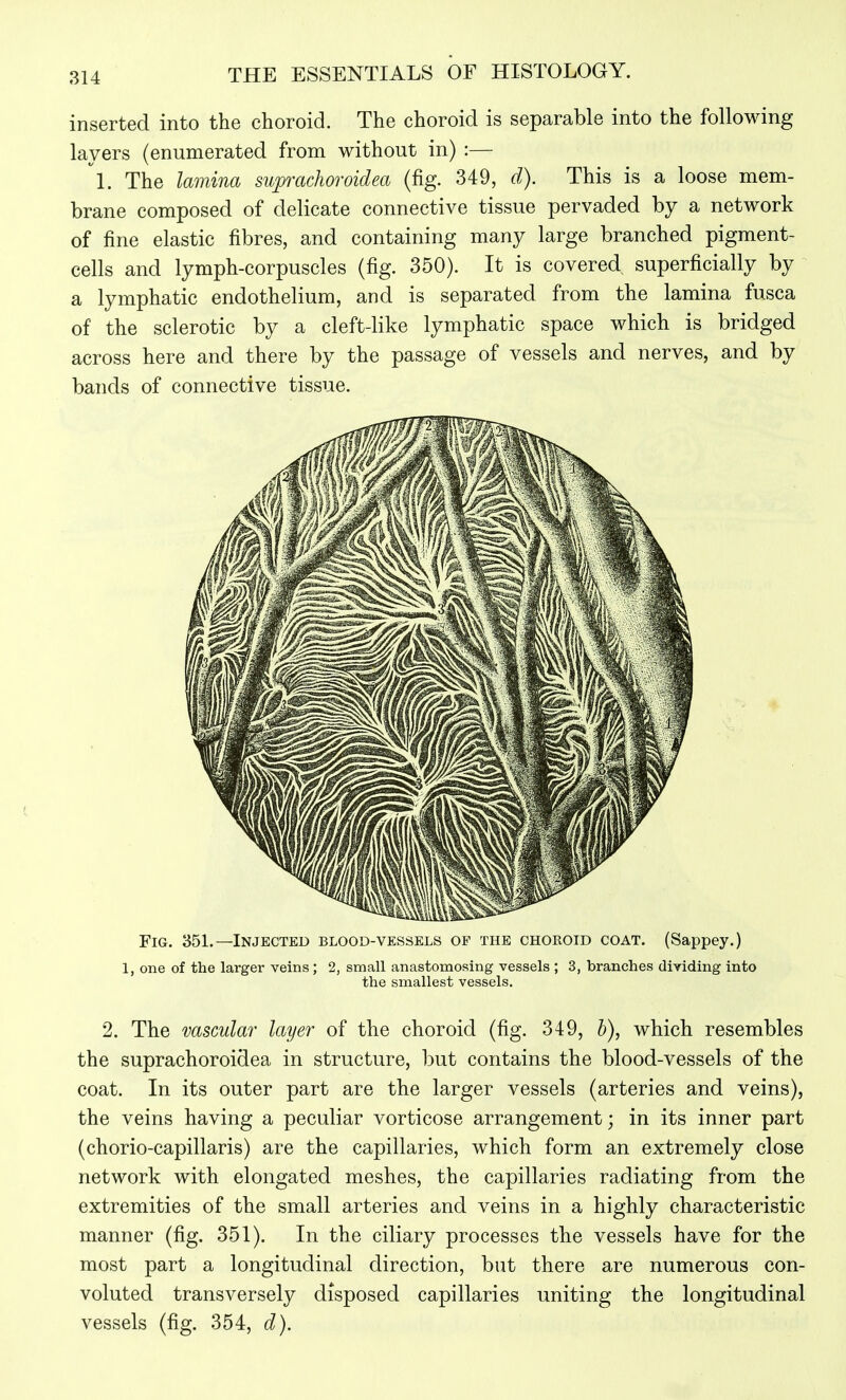inserted into the choroid. The choroid is separable into the following layers (enumerated from without in) :— ^1. The lamina suprachoroidea (fig. 349, d). This is a loose mem- brane composed of delicate connective tissue pervaded by a network of fine elastic fibres, and containing many large branched pigment- cells and lymph-corpuscles (fig. 350). It is covered superficially by a lymphatic endothelium, and is separated from the lamina fusca of the sclerotic by a cleft-like lymphatic space which is bridged across here and there by the passage of vessels and nerves, and by bands of connective tissue. Fig. 351.—Injected blood-vessels of the chokoid coat. (Sappey.) 1, one of the larger veins; 2, small anastomosing vessels ; 3, branches dividing into the smallest vessels. 2. The vascular layer of the choroid (fig. 349, h), which resembles the suprachoroidea in structure, but contains the blood-vessels of the coat. In its outer part are the larger vessels (arteries and veins), the veins having a peculiar vorticose arrangement; in its inner part (chorio-capillaris) are the capillaries, which form an extremely close network with elongated meshes, the capillaries radiating from the extremities of the small arteries and veins in a highly characteristic manner (fig. 351). In the ciliary processes the vessels have for the most part a longitudinal direction, but there are numerous con- voluted transversely disposed capillaries uniting the longitudinal vessels (fig. 354, d).