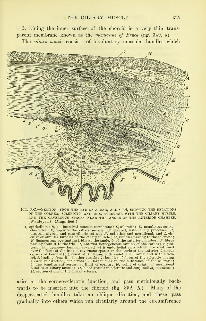 3. Lining the inner surface of the choroid is a very thin trans- parent membrane known as the membrane of Bruch (fig. 349, a). The ciliary muscle consists of involuntary muscular bundles which Fig. 352.—Section (fkom the eye of a man, aged 30), showing the relations OF the cornea, sclerotic, and iris, together with the ciliary muscle, AND the cavernous SPACES NEAR THE ANGLE OF THE ANTERIOR CHAMBER. (Waldeyer.) (Magnified.) A, epithelium ; £, conjunctival mucous membrane; C, sclerotic ; D, membrana supra- choroidea; £, opposite the ciliary muscle; F, choroid, with ciliary processes; G, tapetum nigrum and pars ciliaris retinaj; K, radiating and meridional, and L, cir- cular or annular bundles of the ciliary muscle; M, bundles passing to the sclerotic; N, ligamentum pectinatum iridis at the angle, 0, of the anterior chamber; P, fibres passing from it to the iris. 1, anterior homogeneous lamina of the cornea ; 2, pos- terior homogeneous lamina, covered with endothelial cells which are continued over the front of the iris; 3, cavernous spaces at the angle of the anterior chamber (spaces of Fontana); U, canal of Schlemm, with endothelial lining, and with a ves- sel, 5, leading from it; 6, other vessels; 7, bundles of fibres of the sclerotic having a circular direction, cut across; 8. larger ones in the substance of the sclerotic; 9, fine bundles cut across, at limit of cornea; 10, point of origin of meridional bundles of ciliary muscle ; 11, blood-vessels in sclerotic and conjunctiva, cut aci'oss ; 12, section of one of the ciliary arteries. arise at the corneo-sclerotic junction, and pass meridionally back- wards to be inserted into the choroid (fig. 352, K). Many of the deeper-seated bundles take an oblique direction, and these pass gradually into others which run circularly around the circumference