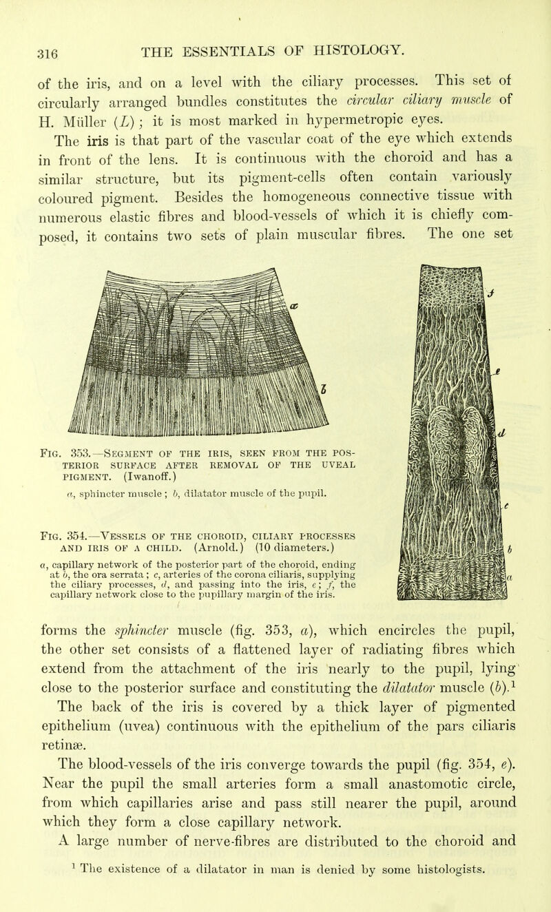 3ie of the iris, and on a level with the ciliary processes. This set of circularly arranged bundles constitutes the circular ciliary muscle of H. Miiller {L); it is most marked in hypermetropic eyes. The iris is that part of the vascular coat of the eye which extends in front of the lens. It is continuous with the choroid and has a similar structure, but its pigment-cells often contain variously coloured pigment. Besides the homogeneous connective tissue with numerous elastic fibres and blood-vessels of which it is chiefly com- posed, it contains two sets of plain muscular fibres. The one set Fig. 353.—Segment of the iris, seen from the pos- terior SURFACE AFTER REMOVAL OF THE UVEAL PIGMENT. (Iwanoff.) a, sphincter muscle ; b, dilatator muscle of the pupil. Fig. 354.—Vessels of the choroid, ciliary processes AND IRIS of a child. (Arnold.) (10 diameters.) a, capillary network of the posterior part of the choroid, ending at b, the ora serrata ; c, arteries of the corona ciliaris, supplying the ciliary processes, d, and passing into the iris, e; the capillary network close to the pupillary margin of the iris. forms the sphincter muscle (fig. 353, a), which encircles the pupil, the other set consists of a flattened layer of radiating fibres which extend from the attachment of the iris nearly to the pupil, lying- close to the posterior surface and constituting the dilatator muscle (b).^ The back of the iris is covered by a thick layer of pigmented epithelium (uvea) continuous with the epithelium of the pars ciliaris retinae. The blood-vessels of the iris converge towards the pupil (fig. 354, e). Near the pupil the small arteries form a small anastomotic circle, from which capillaries arise and pass still nearer the pupil, around which they form a close capillary network. A large number of nerve-fibres are distributed to the choroid and ^ The existence of a dilatator in man is denied by some histologists.