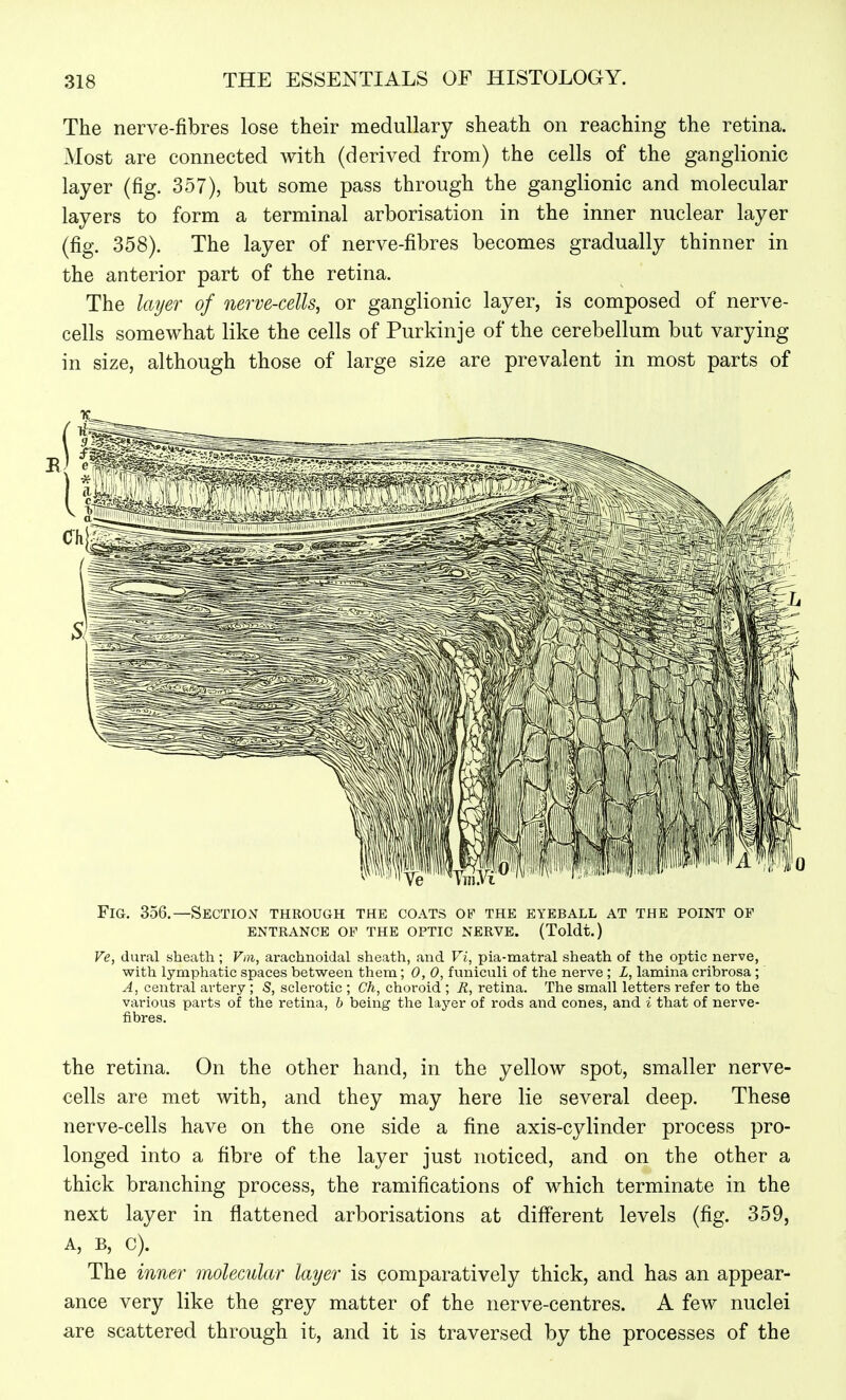 The nerve-fibres lose their medullary sheath on reaching the retina. Most are connected with (derived from) the cells of the ganglionic layer (fig. 357), but some pass through the ganglionic and molecular layers to form a terminal arborisation in the inner nuclear layer (fig. 358). The layer of nerve-fibres becomes gradually thinner in the anterior part of the retina. The layer of nerve-cells, or ganglionic layer, is composed of nerve- cells somewhat like the cells of Purkinje of the cerebellum but varying in size, although those of large size are prevalent in most parts of Fig. 356.—Section through the coats of the eyeball at the point of ENTRANCE OF THE OPTIC NERVE. (Toldt.) Ve, dural sheath; Vni, arachnoidal sheath, and Ft, pia-matral sheath of the optic nerve, with lymphatic spaces between them; 0, 0, funiculi of the nerve ; L, lamina cribrosa ; A, central ai-tery ; S, sclerotic ; Ch, choroid ; R, retina. The small letters refer to the various parts of the retina, 6 being the layer of rods and cones, and i that of nerve- fibres. the retina. On the other hand, in the yellow spot, smaller nerve- cells are met with, and they may here lie several deep. These nerve-cells have on the one side a fine axis-cylinder process pro- longed into a fibre of the layer just noticed, and on the other a thick branching process, the ramifications of which terminate in the next layer in flattened arborisations at different levels (fig. 359, A, B, c). The inner molecular layer is comparatively thick, and has an appear- ance very like the grey matter of the nerve-centres. A few nuclei are scattered through it, and it is traversed by the processes of the