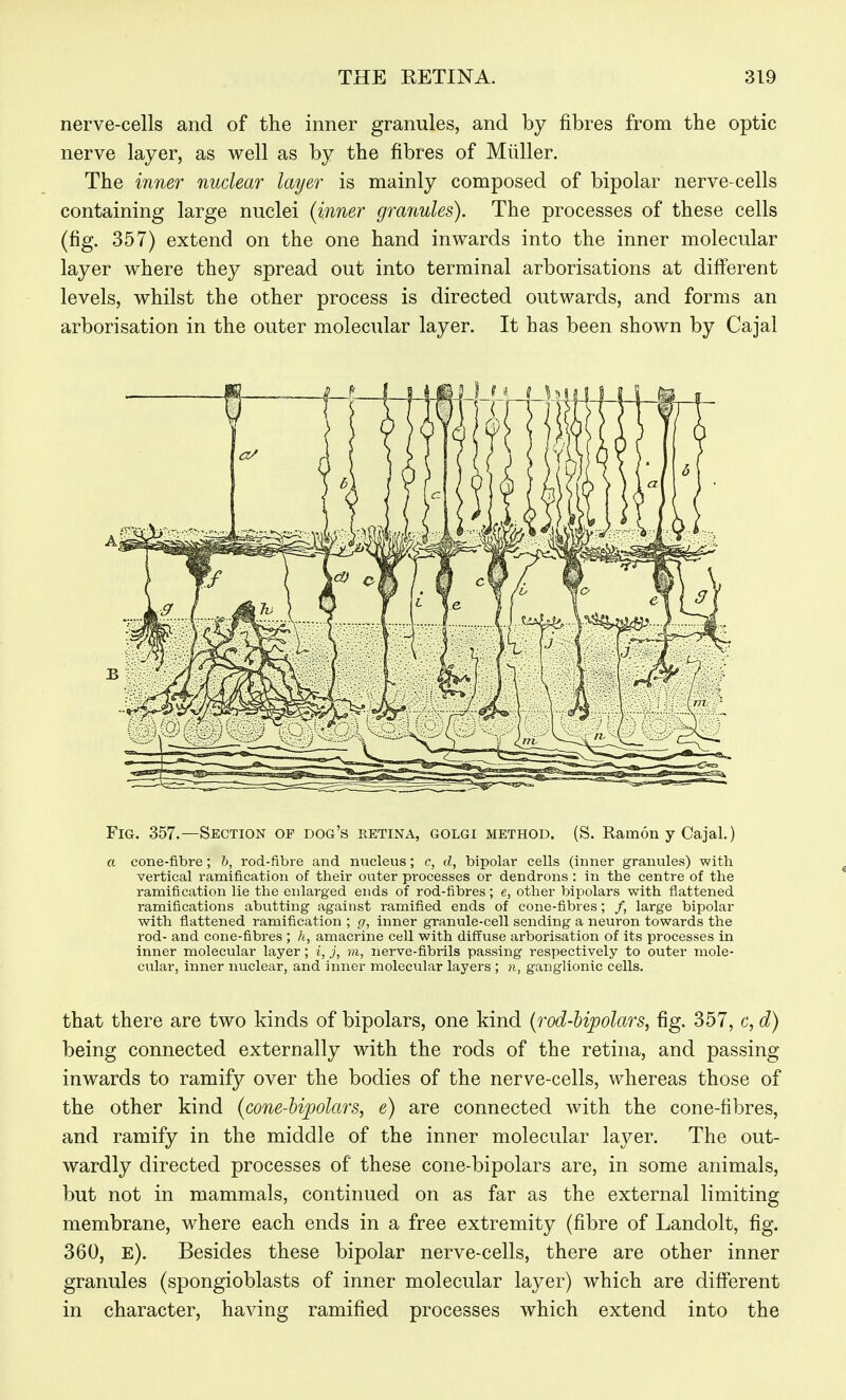 nerve-cells and of the inner granules, and by fibres from the optic nerve layer, as well as by the fibres of Miiller. The inner nuclear layer is mainly composed of bipolar nerve-cells containing large nuclei (inner granules). The processes of these cells (fig. 357) extend on the one hand inwards into the inner molecular layer where they spread out into terminal arborisations at different levels, whilst the other process is directed outwards, and forms an arborisation in the outer molecular layer. It has been shown by Cajal Fig. 357.—Section of dog's retina, golgi method. (S. Ramon y Cajal.) a cone-fibre; b, rod-fibre and nucleus; c, d, bipolar cells (inner granules) with vertical ramification of their outer processes or dendrons : in the centre of the ramification lie the enlarged ends of rod-fibres; e, other bipolars with flattened ramifications abutting against ramified ends of cone-fibres; /, large bipolar with flattened ramification ; g, inner granule-cell sending a neuron towards the rod- and cone-fibres ; h, amacrine cell with diffuse arborisation of its processes in inner molecular layer; i, j, m, nerve-fibrils passing respectively to outer mole- cular, inner nuclear, and inner molecular layers ; n, ganglionic cells. that there are two kinds of bipolars, one kind {rod-bipolars, fig. 357, c, d) being connected externally with the rods of the retina, and passing inwards to ramify over the bodies of the nerve-cells, whereas those of the other kind (cone-bipolars, e) are connected with the cone-fibres, and ramify in the middle of the inner molecular layer. The out- wardly directed processes of these cone-bipolars are, in some animals, but not in mammals, continued on as far as the external limiting membrane, where each ends in a free extremity (fibre of Landolt, fig. 360, e). Besides these bipolar nerve-cells, there are other inner granules (spongioblasts of inner molecular layer) which are different in character, having ramified processes which extend into the