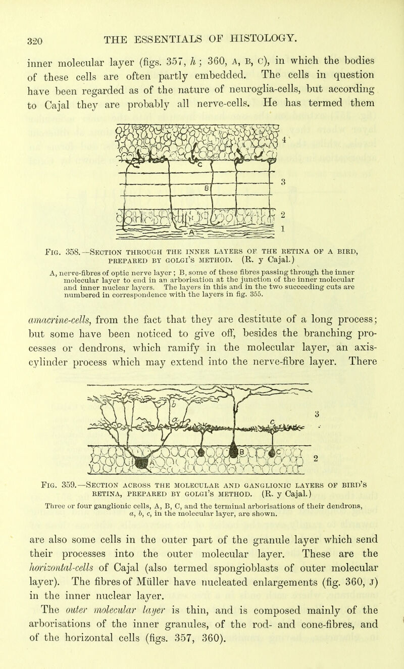 inner molecular layer (figs. 357, h ] 360, A, B, c), in which the bodies of these cells are often partly embedded. The cells in question have been regarded as of the nature of neuroglia-cells, but according to Cajal they are probably all nerve-cells. He has termed them Fig. 358.—Section through the inner layers oe the retina of a bird, PREPARED BY GOLGl'S METHOD. (R. y Cajal.) A, nerve-fibres of optic nerve layer ; B, some of these fibres passing through the inner molecular layer to end in an arborisation at the junction of the inner molecular and inner nuclear layers. The layers in this and in the two succeeding cuts ai-e numbered in correspondence with the layers in fig. 355. amacrine-cells, from the fact that they are destitute of a long process; but some have been noticed to give oflP, besides the branching pro- cesses or dendrons, which ramify in the molecular layer, an axis- cylinder process which may extend into the nerve-fibre layer. There Fig. 359.—Section across the molecular and ganglionic layers of bird's RETINA, PREPARED BY GOLGl's METHOD. (R. y Cajal.) Three or four g-anglionic cells, A, B, C, and the terminal arborisations of their dendrons, a, h, c, in the molecular layer, are shown. are also some cells in the outer part of the granule layer which send their processes into the outer molecular layer. These are the Jiorizontal-cells of Cajal (also termed spongioblasts of outer molecular layer). The fibres of Muller have nucleated enlargements (fig. 360, j) in the inner nuclear layer. The outer ■molecular layer is thin, and is composed mainly of the arborisations of the inner granules, of the rod- and cone-fibres, and of the horizontal cells (figs. 357, 360).
