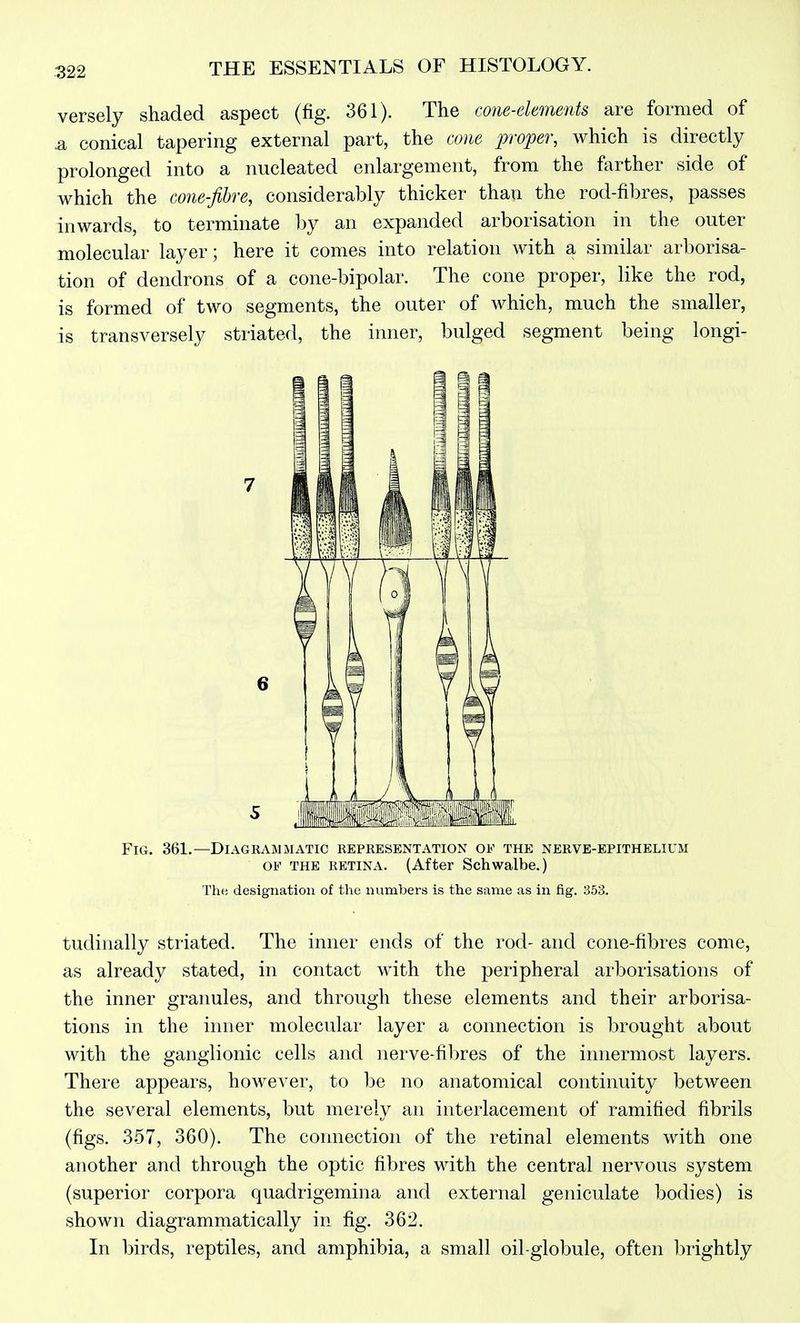 versely shaded aspect (fig. 361). The cone-elements are formed of ^ conical tapering external part, the cone pvper, which is directly prolonged into a nucleated enlargement, from the forther side of which the cone-Jibre, considerably thicker than the rod-fibres, passes inwards, to terminate by an expanded arborisation in the outer molecular layer; here it comes into relation with a similar arborisa- tion of dendrons of a cone-bipolar. The cone proper, like the rod, is formed of two segments, the outer of which, much the smaller, is transversely striated, the inner, bulged segment being longi- FiG. 361.—Diagrammatic representation of the nerve-epithelium OF THE retina. (After Schwalbe.) TliH designation of the numbers is the same as in fig. 353. tudinally striated. The inner ends of the rod- and cone-fibres come, as already stated, in contact with the peripheral arborisations of the inner granules, and through these elements and their arborisa- tions in the inner molecular layer a connection is brought about with the ganglionic cells and nerve-fibres of the innermost layers. There appears, however, to be no anatomical continuity between the several elements, but merely an interlacement of ramified fibrils (figs. 357, 360). The connection of the retinal elements with one another and through the optic fibres with the central nervous system (superior corpora quadrigemina and external geniculate bodies) is shown diagrammatically in fig. 362. In birds, reptiles, and amphibia, a small oil-globule, often l^rightly