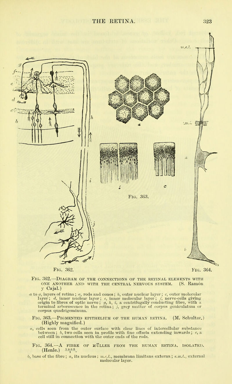 Fig. 362. Fig. 364. Fig. 362.—Diagram op the connections of the retinal elements with ONE another and WITH THE CENTRAL NERVOUS SYSTEM. (S. Ramoil y Cajal.) <i to g, layers of retina ; (i, rods and cones ; b, outer nuclear layer ; c, outer molecular layer; d, inner nuclear layer; e, inner molecular layer; ,/, nerve-cells giving origin to fibres of optic nerve ; g, h, i, a centrifugally conducting fibre, with a terminal arborescence in the retina; J, grey matter of corpus geniculatum or corpus quadrigeminum. Fig. 363.—Pigmented epithelium of the human retina. (M. Schultze.) (Highly magnified.) a, cells seen from the outer surface with clear lines of intercellular substance between; b, two cells seen in profile with fine offsets extending inwards; c, a cell still in connection with the outer ends of the rods. Fig. 364.—A fibre op muller from the human retina, isolated. (Henle.) i-o^^. b, base of the fibre ; n, its nvicleus ; m.r.L, membrana limitans externa ; e.m.L, external molecular layer.