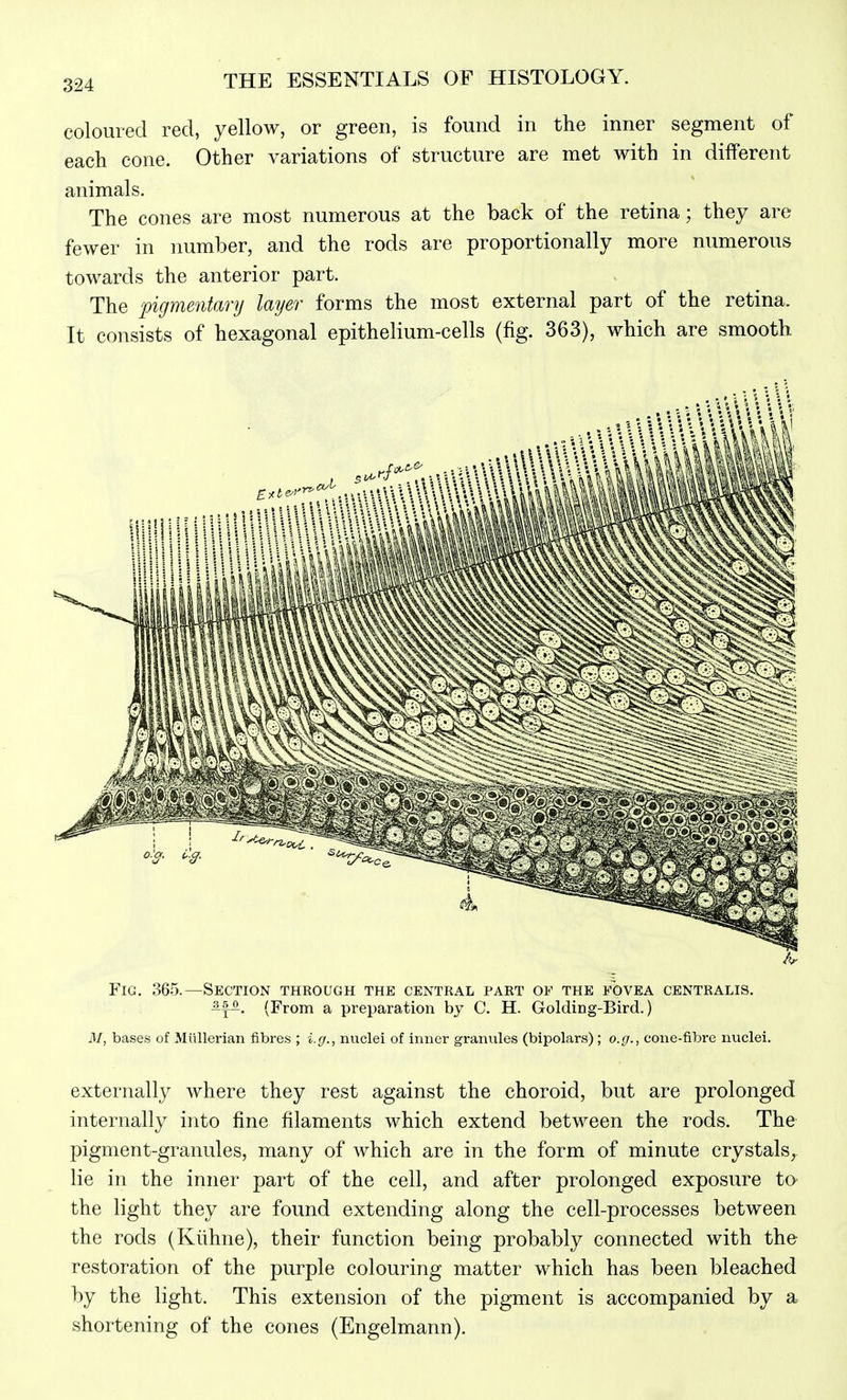 coloured red, yellow, or green, is found in the inner segment of each cone. Other variations of structure are met with in different animals. The cones are most numerous at the back of the retina; they are fewer in number, and the rods are proportionally more numerous towards the anterior part. The pigmentanj layer forms the most external part of the retina. It consists of hexagonal epithelium-cells (fig. 363), which are smooth Fig, 365.—Section through the centeal part of the fovea centralis. ^f^. (From a preparation by C. H. Golding-Bird.) M, bases of Miillerian fibres ; i.ff., nuclei of inner granules (bipolars); o.g., cone-fibre nuclei. externally where they rest against the choroid, but are prolonged internally into fine filaments which extend between the rods. The pigment-granules, many of which are in the form of minute crystals, lie in the inner part of the cell, and after prolonged exposure to the light they are found extending along the cell-processes between the rods (Kiihne), their function being probably connected with the restoration of the purple colouring matter which has been bleached by the light. This extension of the pigment is accompanied by a shortening of the cones (Engelmann).