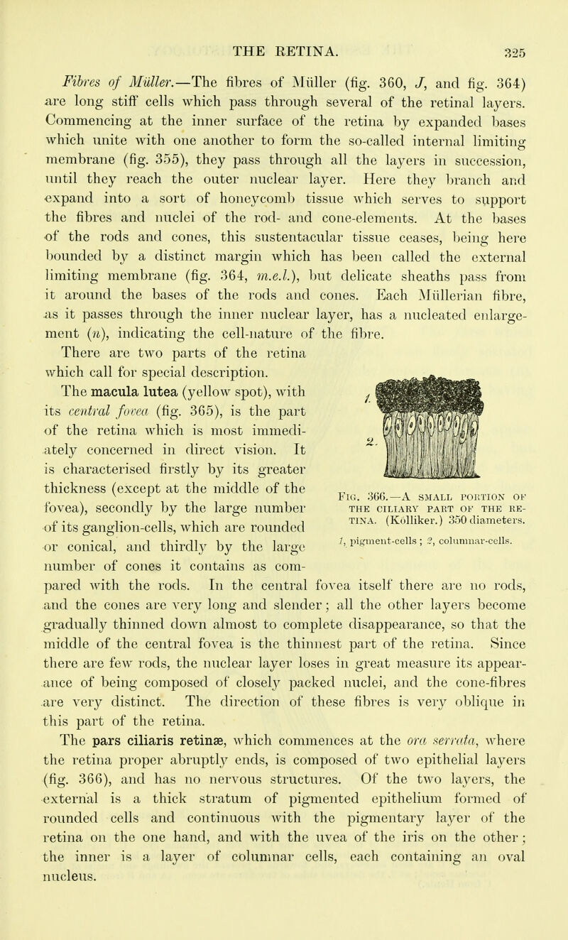 Fibres of MuUer.—The fibres of Miiller (fig. 360, /, and fig. 364) are long stiff cells which pass through several of the retinal layers. Commencing at the inner surface of the retina by expanded leases which unite with one another to form the so-called internal limiting membrane (fig. 355), they pass through all the layers in succession, until they reach the outer nuclear layer. Here they l)ranch and expand into a sort of honeycomb tissue which serves to support the fibres and nuclei of the rod- and cone-elements. At the bases of the rods and cones, this sustentacular tissue ceases, l)eing here bounded by a distinct margin which has been called the external limiting membrane (fig. 364, m.e.l), but delicate sheaths pass from it around the bases of the rods and cones. Each Miillerian fibre, as it passes through the inner nuclear layer, has a nucleated enlarge- ment (n), indicating the cell-nature of the fibre. There are two parts of the retina which call for special description. The macula lutea (yellow spot), with its central fovea (fig. 365), is the part of the retina which is most immedi- ately concerned in direct vision. It is characterised firstly by its greater thickness (except at the middle of the ^, ^ ^ Fig. 366.—a small portion of fovea), secondly by the large number the ciliary paet of the re- o T n 1 J 1 TIN.\. (Kolliker.) 350 diameters. oi its gangiion-cells, which are rounded or conical, and thirdly by the large Pigment-cells; columnav-cells. number of cones it contains as com- pared with the rods. In the central fovea itself there are no rods, and the cones are very long and slender; all the other layers become gradually thinned clown almost to complete disappearance, so that the middle of the central fovea is the thinnest part of the retina. Since there are few rods, the nuclear layer loses in great measure its appear- ance of being composed of closety packed nuclei, and the cone-fibres are very distinct. The direction of these fibres is very oblique in this part of the retina. The pars ciliaris retinae, which commences at the era serrata, where the retina proper abruptly ends, is composed of two epithelial layers (fig. 366), and has no nervous structures. Of the two layers, the external is a thick stratum of pigmented epithelium formed of rounded cells and continuous with the pigmentary layer of the retina on the one hand, and with the uvea of the iris on the other; the inner is a layer of columnar cells, each containing an oval nucleus.