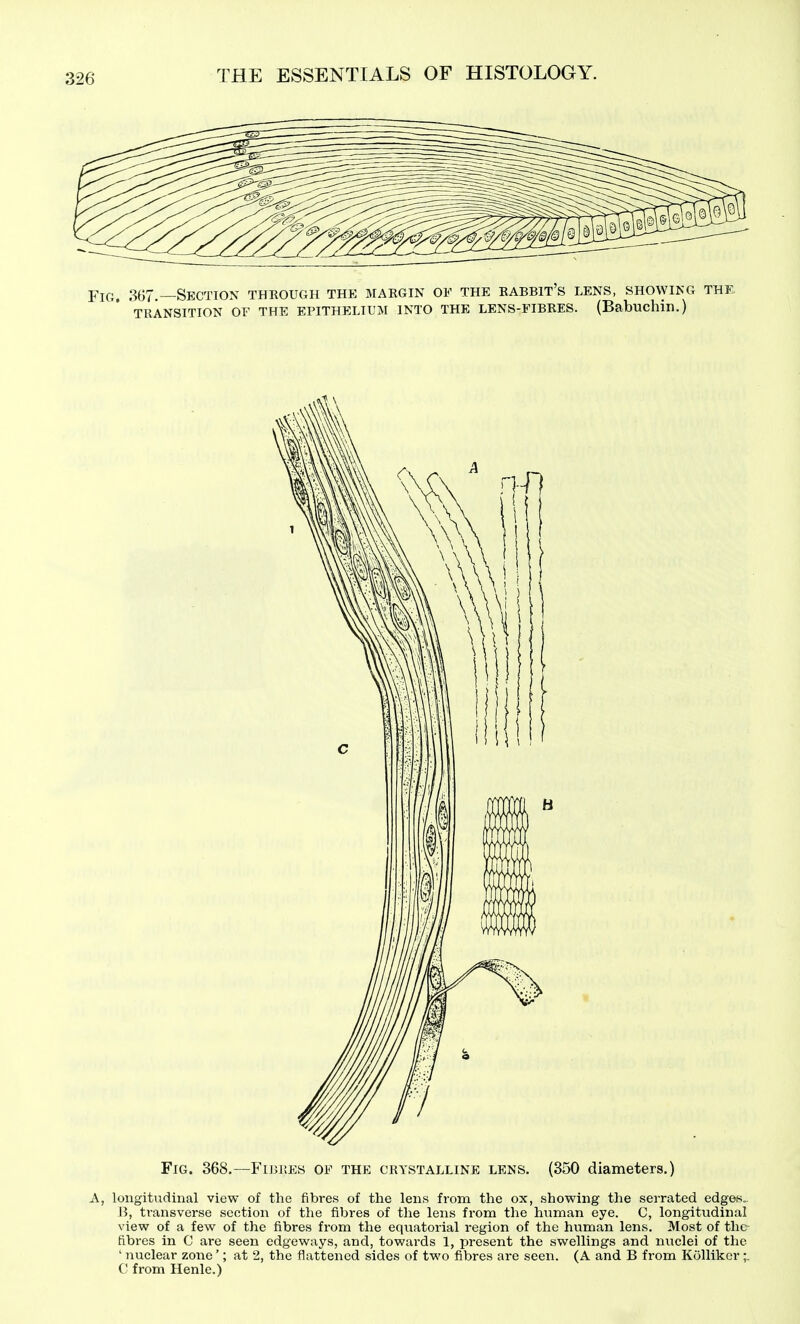 Fig. 357.—Section through the margin of the babbit's lens, showing the TRANSITION OF THE EPITHELIUM INTO THE LENS-FIBRES. (Babuchin.) Fig. 368.—Fibres of the crystalline lens. (350 diameters.) A, longitudinal view of the fibres of the lens from the ox, showing the serrated edges.. J?, transverse section of the fibres of the lens from the human eye. C, longitudinal view of a few of the fibres from the equatorial region of the human lens. Most of the fibres in C are seen edgeways, and, towards 1, present the swellings and nuclei of the ' nuclear zone'; at 2, the flattened sides of two fibres are seen. (A and B from Kolliker;. (' from Henle.)