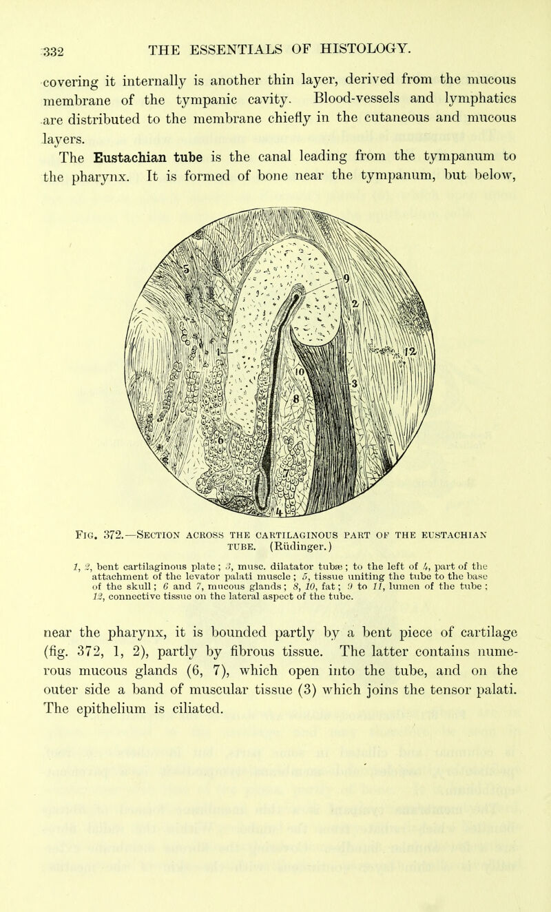 covering it internally is another thin layer, derived from the mucous membrane of the tympanic cavity. Blood-vessels and lymphatics .are distributed to the membrane chiefly in the cutaneous and mucous layers. The Eustachian tube is the canal leading from the tympanum to the pharynx. It is formed of bone near the tympanum, but below. Fig. 372.—Section across the cartilaginous part of the eustachian TUBE. (Riklinger.) 1, 2, bent cartilaginous plate; J, muse, dilatator tubse ; to the left of U, part of the attachment of the levator palati muscle ; 5, tissue uniting the tube to the base of the skull; 6 and 7, mucous glands; 8, 10, fat; t) to It, limien of the tube ; IS, connective tissue on the lateral aspect of the tube. near the pharynx, it is bounded partly by a bent piece of cartilage (fig. 372, 1, 2), partly by fibrous tissue. The latter contains nume- rous mucous glands (6, 7), which open into the tube, and on the outer side a band of muscular tissue (3) which joins the tensor palati. The epithelium is ciliated.
