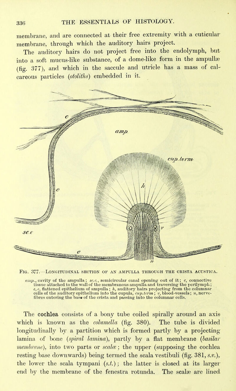 membrane, and are connected at their free extremity with a cuticular membrane, through which the auditory hairs project. The auditory hairs do not project free into the endolymph, but into a soft mucus-like substance, of a dome-like form in the ampullne (fig. 377), and which in the saccule and utricle has a mass of cal- careous particles (otoliths) embedded in it. Fig. 377.—Longitudinal section of an ampulla through the crista acustica. amp., cavity of the ampulla; sec, semicircular canal opening out of it; c, connective tissue attached to the wall of the membranous ampulla and traversing the perilymph ; e, e, flattened epithelium of ampulla ; h, auditory hairs projecting from the columnar cells of the auditory epithelium into the cupula, cup.tcrm ; v, blood-vessels; n, nerve- fibres entering the base of the crista and passing into the columnar cells. The cochlea consists of a bony tube coiled spirally around an axis which is known as the columella (fig. 380). The tube is divided longitudinally by a partition which is formed partly by a projecting lamina of bone {spiral lamina), partly by a flat membrane {basilar membrane), into two parts or scalce; the upper (supposing the cochlea resting base downwards) being termed the scala vestibuli (fig. 381, s.v.), the lower the scala tympani {s.t.); the latter is closed at its larger- end by the membrane of the fenestra rotunda. The scalae are lined