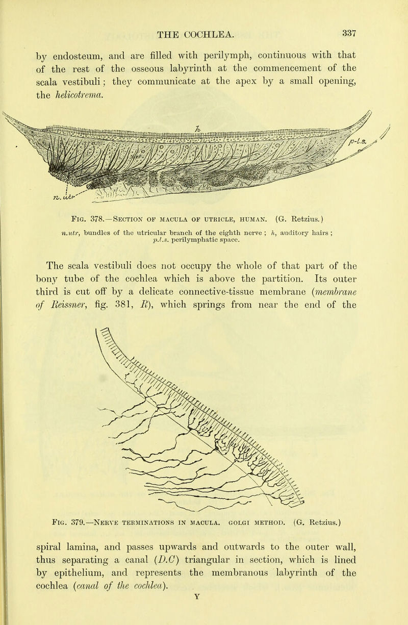 by endosteum, and are filled with perilymph, continuous with that of the rest of the osseous labyrinth at the commencement of the scala vestibuli; they communicate at the apex by a small opening, the helicotrema. rv. uJjy Fig. 378.—Section of macula of uteicle, human. (G. Retzius.) n.utr, bundles of the utricular branch of the eighth nerve ; h, auditory hairs p.l.s. perilymphatic space. The scala vestibuli does not occupy the whole of that part of the bony tube of the cochlea which is above the partition. Its outer third is cut off by a delicate connective-tissue membrane {membrane of Beissner, fig. 381, E), which springs from near the end of the Fig. 379.—Nerve terminations in macula, golgi method. (G. Retzius.) spiral lamina, and passes upwards and outwards to the outer wall, thus separating a canal (D.C) triangular in section, which is lined by epithelium, and represents the membranous labyrinth of the cochlea (canal of the cochlea). Y