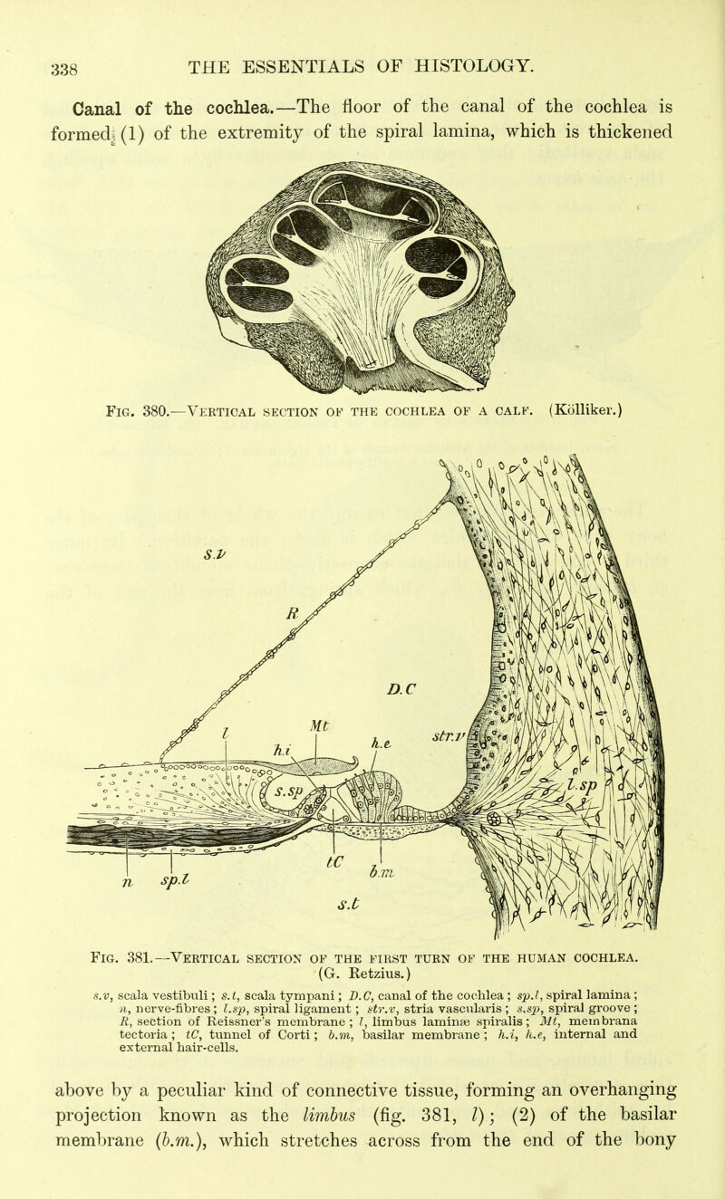 Canal of the cochlea.—The floor of the canal of the cochlea is f6rmed|(l) of the extremity of the spiral lamina, which is thickened Fig. 381.—Vektical section of the first turn of the human cochlea. (G. Retzius.) s.v, scala vestibuli ; s.i, scala tympani ; D.C, canal of the cochlea ; spJ, spiral lamina ; ii, nerve-fibres; l.sp, spiral ligament ; ^tr.v, stria vascularis ; s.sp, spiral groove ; R, section of Reissner's membrane ; I, limbus laminaj spiralis; Mt, membrana tectoria ; tC, tunnel of Corti ; 6.to, basilar membrane; h.i, h.e, internal and external hair-cells. above by a peculiar kind of connective tissue, forming an overhanging projection known as the limbus (fig. 381, /); (2) of the basilar membrane (b.m.), which stretches across from the end of the bony