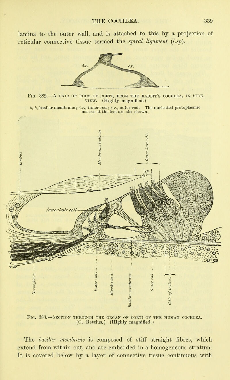 lamina to the outer wall, and is attached to this by a projection of reticular connective tissue termed the s;piral ligament (l.sp). Fig. 382.—a paie of rods of corti, from the rabbit's cochlea, in side VIEW. (Highly magnified.) b, i, basilar membrane ; i.r., inner rod ; e.r., outer rod. The nucleated protoplasmic masses at the feet are also shown. 5 ~ Fig. 38.3.—Section through the organ of corti of the human cochlea. (G. Retzius.) (Highly magnified.) The hasilar membrane is composed of stiff straight fibres, which extend from within out, and are embedded in a homogeneous stratum. It is covered below by a layer of connective tissue continuous with