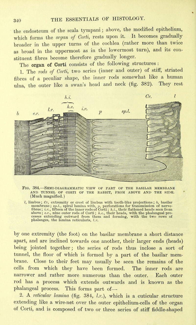 the endosteum of the scala tympani; above, the modified epithelium, which forms the organ of Corti, rests upon it. It becomes gradually broader in the upper turns of the cochlea (rather more than twice as broad in the uppermost as in the lowermost turn), and its con- stituent fibres become therefore gradually longer. The organ of Corti consists of the following structures : L The rods of Corti, two series (inner and outer) of stiff, striated fibres of a peculiar shape, the inner rods somewhat like a human ulna, the outer like a swan's head and neck (fig. 382). They rest h.i. Or. I Fig. 384.—Semi-diagrammatic view of part of the basilar membrane and tunnel of corti of the rabbit, from above and the side. * (Much magnified.) I, limbus; Cr, extremity or crest of limbus with tooth-like projections ; b, basilar membrane; sp.L, spiral lamina with, p, perforations for transmission of nerve- fibres ; i.7:, fifteen of the inner rods of Corti ; h.i., their flattened heads seen from above; e.r., nine outer rods of Corti; h.e., their heads, with the phalangeal pro- cesses extending outward from them and forming, with the two rows of phalanges, the lamina reticularis, l.r. by one extremity (the foot) on the basilar membrane a short distance apart, and are inclined towards one another, their larger ends (heads) being jointed together; the series of rods thus inclose a sort of tunnel, the floor of which is formed by a part of the basilar mem- brane. Close to their feet may usually be seen the remains of the cells from which they have been formed. The inner rods are narrower and rather more numerous than the outer. Each outer rod has a process which extends outwards and is known as the phalangeal process. This forms part of— 2. A reticular lamina (fig. 384, l.r.), which is a cuticular structure extending like a wire-net over the outer epithelium-cells of the organ of Corti, and is composed of two or three series of stiff fiddle-shaped