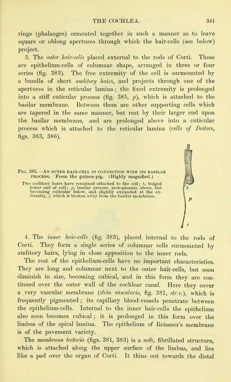 rings (phalanges) cemented together in such a manner as to leave square or oblong apertures through which the hair-cells (see below) project. 3. The outer hair-cells placed external to the rods of Corti. These are epithelium-cells of columnar shape, arranged in three or four series (fig. 383). The free extremity of the cell is surmounted by a bundle of short auditory hairs, and projects through one of the apertures in the reticular lamina; the fixed extremity is prolonged into a stifi cuticular process (fig. 385, p), which is attached to the basilar membrane. Between them are other supporting cells which are tapered in the same manner, but rest by their larger end upon the basilar membrane, and are prolonged above into a cuticular process which is attached to the reticular lamina {cells of Deiters, figs. 383, 386). Fig. 385.—An outee hair-cell in connection with its basila PROCESS. From the guinea-pig. (Highly magnified.) Two auditory hairs have remained attached to the cell; h, bulged lower end of cell; p, basilar process, protoplasmic above, but becoming cuticular below, and slightly expanded at the ex- tremity, /, which is broken away from the basilar membrane. 4. The inner hair-cells (fig. 383), placed internal to the rods of Corti. They form a single series of columnar cells surmounted by auditory hairs, lying in close apposition to the inner rods. The rest of the epithelium-cells have no important characteristics. They are long and columnar next to the outer hair-cells, but soon diminish in size, becoming cubical, and in this form they are con- tinued over the outer wall of the cochlear canal. Here they cover a very vascular membrane {stria vascularis, fig. 381, str.v.), which is frequently pigmented; its capillary blood-vessels penetrate between the epithelium-cells. Internal to the inner hair-cells the epithelium also soon becomes cubical; it is prolonged in this form over the limbus of the spiral lamina. The epithelium of Eeissner's membrane is of the pavement variety. The rmmhrana tectoria (figs. 381, 383) is a soft, fibrillated structure, which is attached along the upper surface of the limbus, and lies like a pad over the organ of Corti. It thins out towards the distal