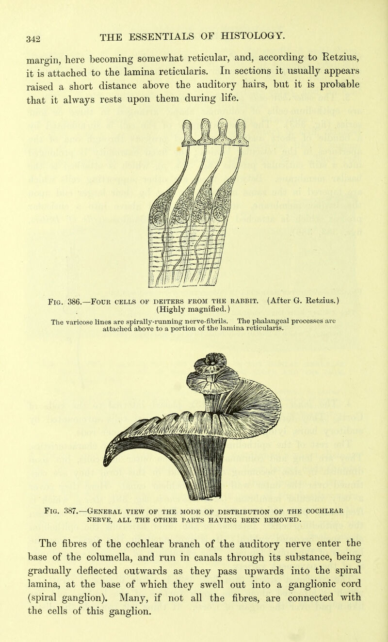 margin, here becoming somewhat reticular, and, according to Eetzius, it is attached to the lamina reticularis. In sections it usually appears raised a short distance above the auditory hairs, but it is probable that it always rests upon them during life. Fig, 386.—Four cells op deiters from the rabbit, (After G. Retzius.) (Highly magnified,) The varicose lines are spirally-running nerve-fibrils. The phalangeal processes are attached above to a portion of the lamina reticularis. Fig. 387.—General view of the mode of distribution of the cochlear nerve, all the other parts having been removed. The fibres of the cochlear branch of the auditory nerve enter the base of the columella, and run in canals through its substance, being gradually deflected outwards as they pass upwards into the spiral lamina, at the base of which they swell out into a ganglionic cord (spiral ganglion). Many, if not all the fibres, are connected with the cells of this ganglion.