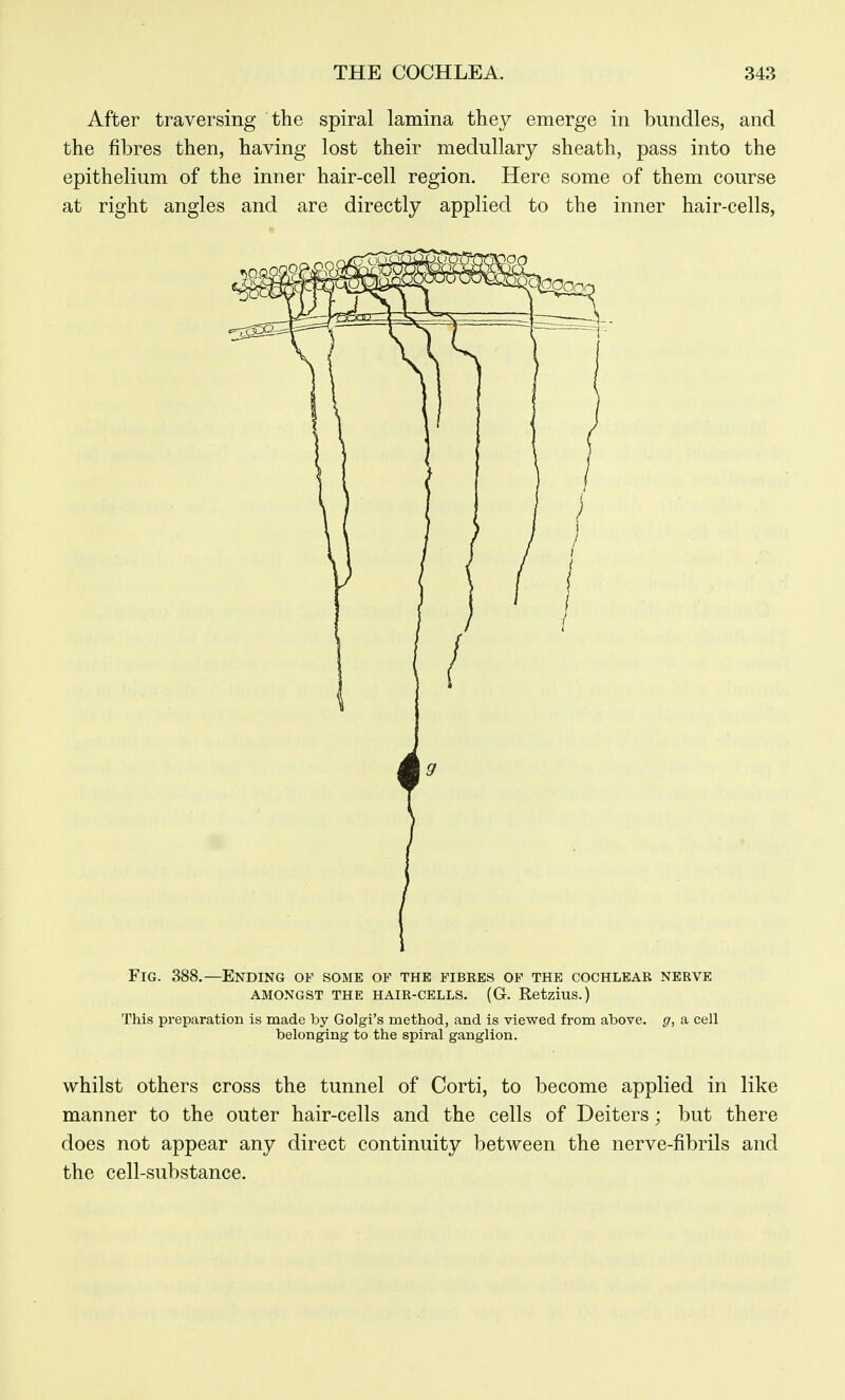 After traversing the spiral lamina they emerge in bundles, and the fibres then, having lost their medullary sheath, pass into the epithelium of the inner hair-cell region. Here some of them course at right angles and are directly applied to the inner hair-cells, Fig. 388.—Ending of some of the fibkes of the cochlear nerve AMONGST THE HAIR-CELLS. (G. Retzius.) This preparation is made by Golgi's method, and is viewed from above, g, a cell belonging to the spiral ganglion. whilst others cross the tunnel of Corti, to become applied in like manner to the outer hair-cells and the cells of Deiters; but there does not appear any direct continuity between the nerve-fibrils and the cell-substance.
