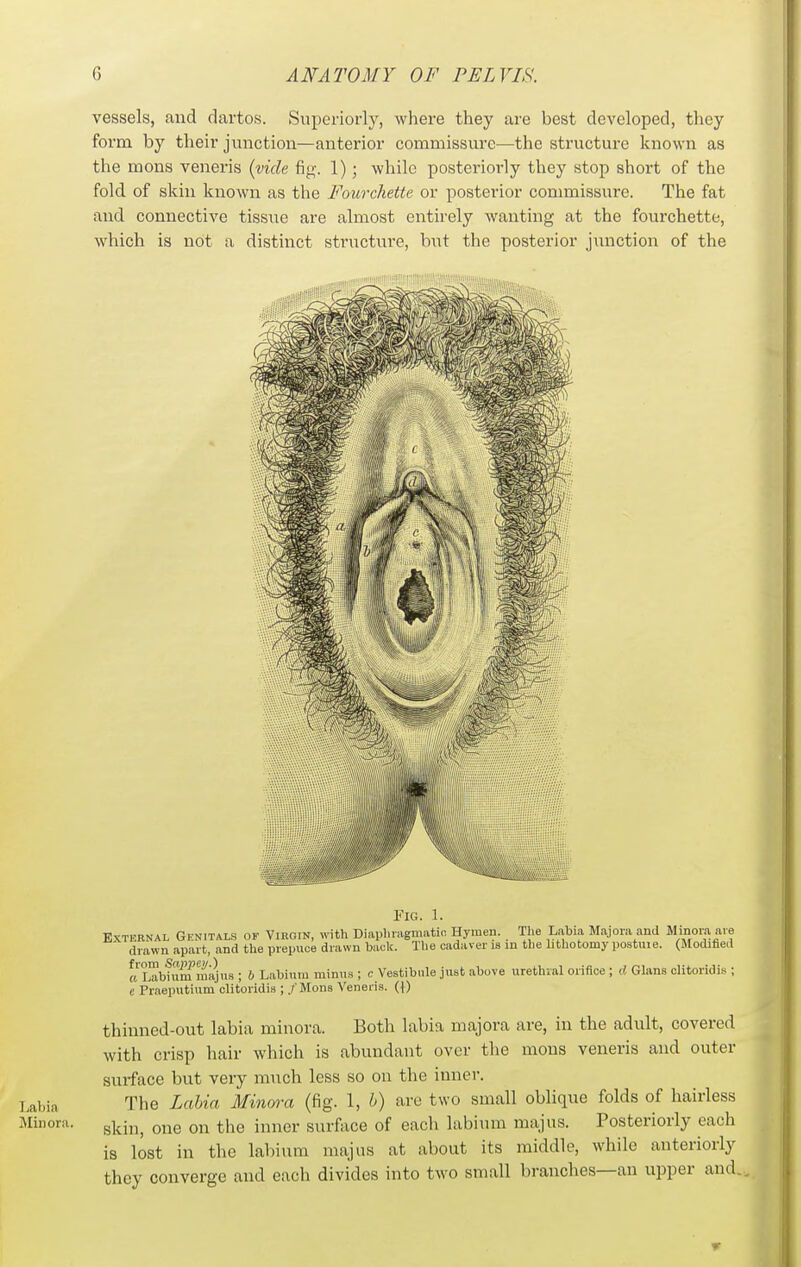 vessels, and dartos. Superiorly, where they are best developed, they form by their junction—anterior commissure—the structure known as the mons veneris {vide fig. 1); while posteriorly they stop short of the fold of skin known as the Fourcliette or posterior commissure. The fat and connective tissue are almost entirely wanting at the fourchette, which is not a distinct structure, but the posterior junction of the Fig. 1. External Genitals of Virgin, with Diaphragmatio Hymen. The Labia Majora and Minora are drawn apart, and the prepuce drawn back. The cadaver is in the hthotomy postuie. (Modified ca^bfuS'mkjns ; b Labium minus ; c Vestibule just above urethral orifice ; 0.- Ghins clitoridis ; e Praeputium clitoridis ; /Mona Veneris. (0 thinned-out labia minora. Both labia majora are, in the adult, covered with crisp hair which is abundant over the mons veneris and outer surface but very much less so on the inner. Labia The Labia Minm-a (fig. 1, h) are two small oblique folds of hairless Minora. gj^jj^^ the inner surface of each labium majus. Posteriorly each is lost in the labium majus at about its middle, while anteriorly they converge and each divides into two small branches—an upper and.