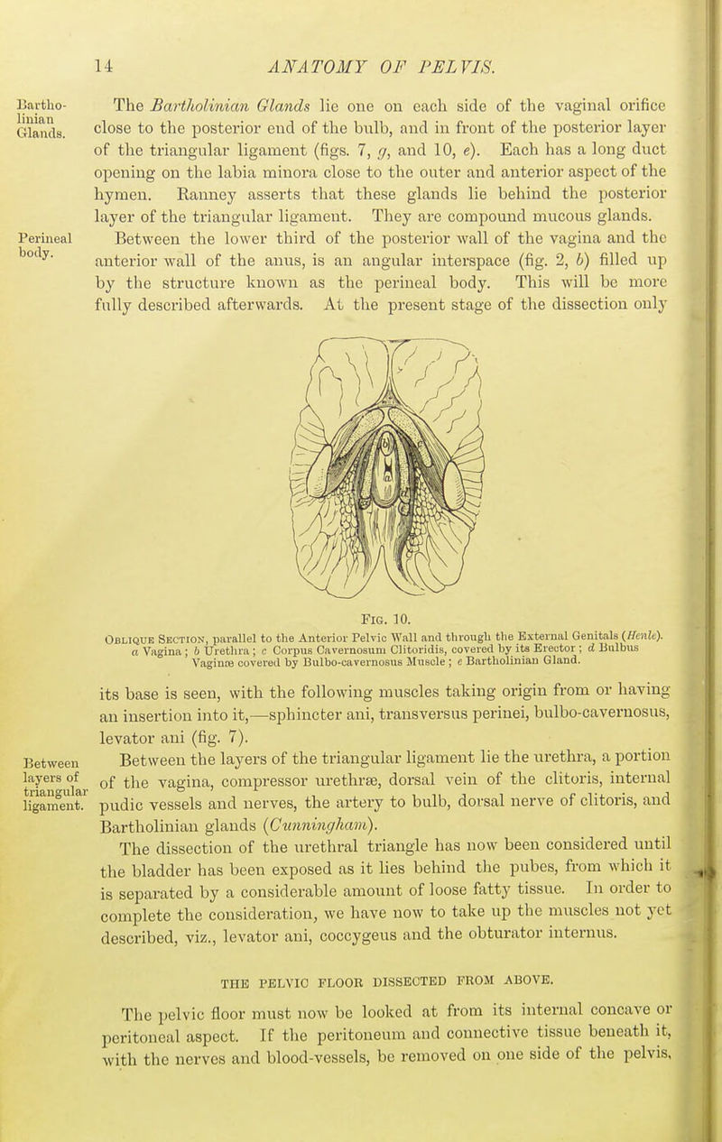 The Bartholinian Glands lie one on each side of the vaginal orifice close to the posterior end of the bulb, and in front of the posterior layer of the triangular ligament (figs. 7, g, and 10, e). Each has a long dvict opening on the labia minora close to the outer and anterior aspect of the hymen. Ranney asserts that these glands lie behind the posterior layer of the triangular ligament. They are compound mucous glands. Between the lower third of the posterior wall of the vagina and the anterior wall of the anus, is an angular interspace (fig. 2, b) filled up by the structure known as the perineal body. This will be more fully described afterwards. At the present stage of the dissection only Fig. 10. Oblique Section, parallel to the Anterior Pelvic Wall and through the External Genitals (HcnU). a Vagina ; b Urethra ; c Corpus Cavernosum Clitoridis, covered by its Erector ; d Bulbus VagintB covered by Bulbo-cavernosus Muscle ; c Bartholinian Gland. its base is seen, with the following muscles taking origin from or having an insertion into it,—sphincter ani, transversus perinei, bulbo-cavernosus, levator ani (fig. 7). Between Between the layers of the triangular ligament lie the urethra, a portion layers of f ^j^g vagina, compressor urethrse, dorsal vein of the clitoris, internal ligainent. pudic vessels and nerves, the artery to bulb, dorsal nerve of clitoris, and Bartholinian glands {Cunningham). The dissection of the urethral triangle has now been considered until the bladder has been exposed as it lies behind the pubes, from which it is separated by a considerable amount of loose fatty tissue. In order to complete the consideration, we have now to take up the muscles not yet described, viz., levator ani, coccygeus and the obturator internus. THE PELVIC FLOOR DISSECTED FROM ABOVE. The pelvic floor must now be looked at from its internal concave or peritoneal aspect. If the peritoneum and connective tissue beneath it, with the nerves and blood-vessels, be removed on one side of the pelvis.