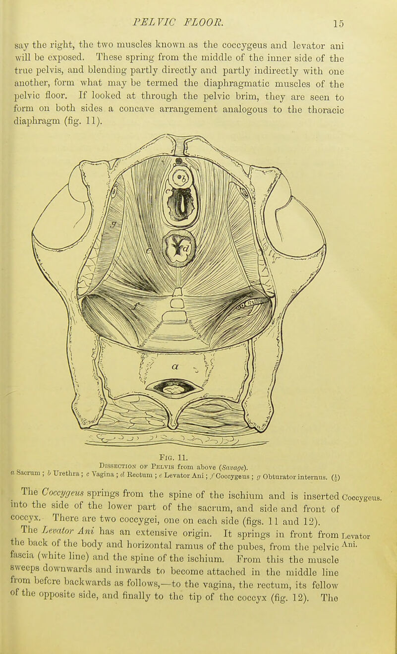 say the right, the two muscles known as the coccygeus and levator ani will be exposed. These spring from the middle of the inner side of the true pelvis, and blending partly directly and partly indirectly with one another, form what may be termed the diaphragmatic muscles of the pelvic floor. If looked at through the pelvic brim, they are seen to form on both sides a concave arrangement analogous to the thoracic diaphragm (fig. 11). Fig. H. Dissection of Pelvis from atove (Savage), a Sacrum ; i Urethra; c Vagina ; d Kecfcum ; e Levator Ani; /■Coccygeus ; u Obturator internus. (i) The Coccygeus springs from the spine of the ischium and is inserted Coooygeus. mto the side of the lower part of the sacrum, and side and front of coccyx. There are two coccygei, one on each side (figs. 11 and 12). The Levator Ani has an extensive origin. It springs in front from Levator the back of the body and horizontal ramus of the pubes, from the pelvic fascia (white line) and the spine of the ischium. From this the muscle sweeps downwards and inwards to become attached in the middle line from before backwards as follows,—to the vagina, the rectum, its fellow of the opposite side, and finally to the tip of the coccyx (fig. 12). The