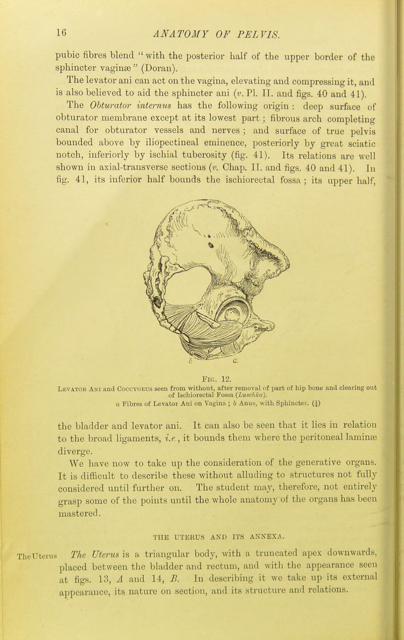 pubic fibres blend  with the posterior half of the upper border of the sphincter vaginae  (Dorau). The levator ani can act on the vagina, elevating and compressing it, and is also believed to aid the sphincter ani (v. PI. II. and figs. 40 and 41). The Obturator internm has the following origin : deep surface of obturator membrane except at its lowest part; fibrous arch completing canal for obturator vessels and nerves ; and surface of true pelvis bounded above by iliopectineal eminence, posteriorly by great sciatic notch, inferiorly by ischial tuberosity (fig. 41). Its relations are well shown in axial-transverse sections (c. Chap. 11. and figs. 40 and 41). In fig. 41, its inferior half bounds the ischiorectal fossa ; its upper half. Fig. 12. Levator Ani and Coocyoeus seen from without, after removal of part of liip bono and clearing out of Ischiorectal Fossa (LuscJiIca). a Fibres of Levator Ani on Vagina ; b Anus, with Sphincter, (i) the bladder and levator ani. It can also be seen that it lies in relation to the broad ligaments, i.e., it bounds them where the peritoneal laminaj diverge. We have now to take up the consideration of the generative organs. It is difficult to describe these without alluding to structures not fully considered until further on. The student may, therefore, not entirely grasp some of the points until the whole anatomy of the organs has been mastered. 'I'HE UTERUS AND ITS ANNEXA. The Uterus 27ie Uterus is a triangular body, with a truncated apex downwards, placed between the bladder and rectum, and with the appearance seen at figs. 13, A and 14, B. In describing it we take up its external appearance, its nature on section, and its structure and relations.