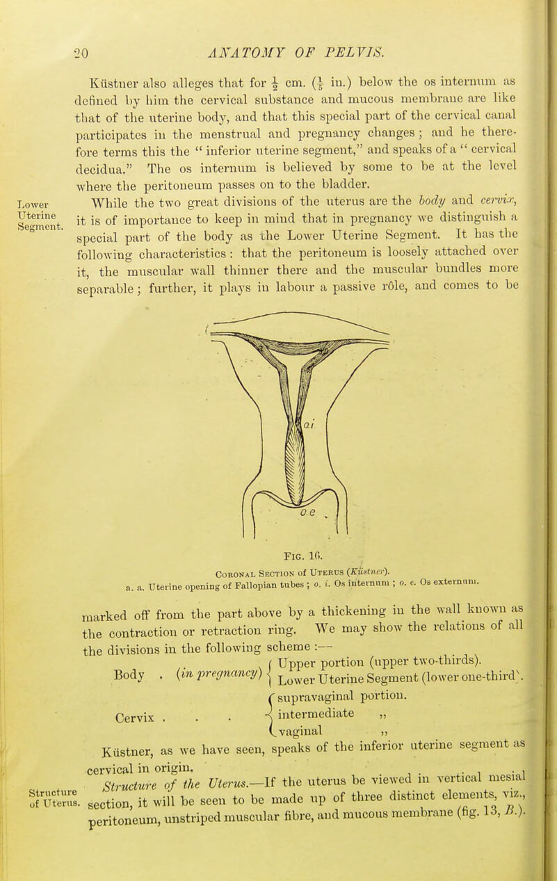 Lower Uterine Segment. Kustner also alleges that for \ cm. {\ in.) below the os internum us defined by him the cervical substance and mucous membrane are like that of the uterine body, and that this special part of the cervical canal participates in the menstrual and pregnancy changes ; and he there- fore terms this the  inferior uterine segment, and speaks of a  cervical decidua. The os internum is believed by some to be at the level where the peritoneum passes on to the bladder. While the two great divisions of the uterus are the body and cervii', it is of importance to keep in mind that in pregnancy we distinguish a special part of the body as tlie Lower Uterine Segment. It has tlie following characteristics : that the peritoneum is loosely attached over it, the muscular wall thinner there and the muscular bundles more separable; further, it plays in laboiu- a passive rOle, and comes to be Fig. 10. Coronal Section of Uterus (Kiistner). a. a. Uterine opening of Fallopian tubes ; o. i. Os internum ; o. c. Os externiiui. marked off from the part above by a thickening in the wall known as the contraction or retraction ring. We may show the relations of all the divisions in the following scheme :— f Upper portion (upper two-thirds). Body . {in pregnancy) ^ ^^^^.^^^ Segment (lower one-third\ C supravaginal portion. Cervix , . . '^ intermediate „ (.vaginal Kustner, as we have seen, speaks of the inferior uterine segment as cervical in origin. , . i • i Structure of the Uterus.—U the uterus be viewed ni vertical mesial of uSul section, it will be seen to be made up of three distinct elements viz peritoneum, unstripcd muscular fibre, and mucous membrane (fig. 1^, Ji.)-