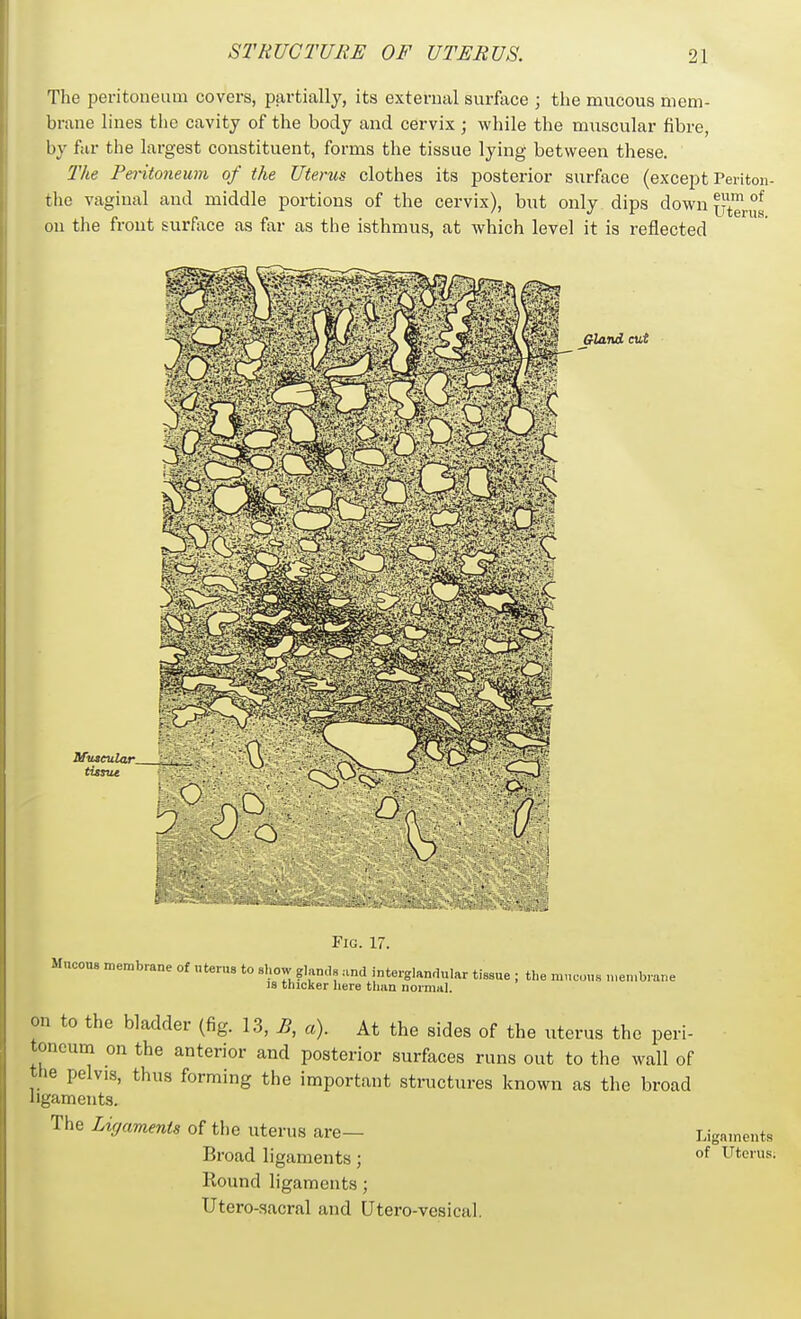 The peritoneum covers, partially, its external surface ; the mucous mem- brane lines the cavity of the body and cervix ; while the muscular fibre, by far the largest constituent, forms the tissue lying between these. The Peritoneum of the Uterus clothes its posterior surface (except Periton- the vaginal and middle portions of the cervix), but only dips down utTnus ou the front surftxce as far as the isthmus, at which level it is reflected Fig. 17. Mucous membrane of nterug to show glands and interglanflular tissue ; the mncous n,en,b,ar,e 18 thicker liere tlian normal. on to the bladder (fig. 13, B, a). At the sides of the uterus the peri- toneum on the anterior and posterior surfaces runs out to the wall of the pelvis, thus forming the important structures known as the broad ligaments. The Ligaments of the uterus are— Ligaments Broad ligaments ; Vicvws. Round ligaments ; Utero-sacral and Utero-vesical.