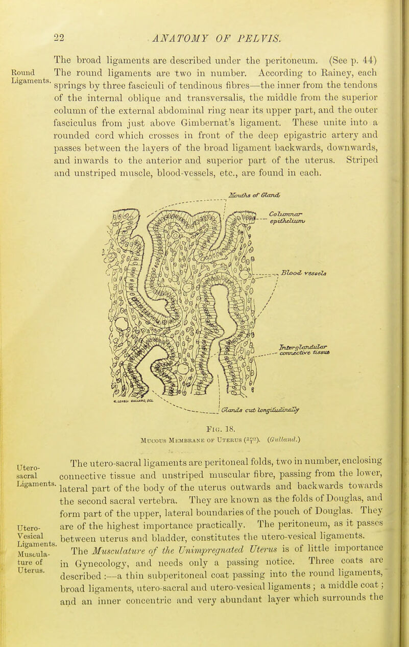 Round Ligaments, The broad ligaments are described under the peritoneum. (See p. 44) The round ligaments are two in number. According to Rainey, each springs by three fasciculi of tendinous fibres—the inner from the tendons of the internal oblique and transversalis, the middle from the superior column of the external abdominal ring near its upper part, and the outer fasciculus from just above Gimbernat's ligament. These unite into a rounded cord which ci'osses in fi-ont of the deep epigastric artery and passes between the layers of the broad ligament backwards, downwards, and inwards to the anterior and superior part of the uterus. Striped and uustriped muscle, blood-vessels, etc., are found in each. IlTtniths of CHandj CaZumTLal* -- carmjectbrc tissub Glaiuia cut loTigifuiJirrnTIy Utero- sacral Ligaments. Utero- Vesical Ligaments Muscula- ture of Uterus. Fui. 18. Mucous Mi'.MBRANE OF Utekus (-7). {(Inlkind.) The utero-sacral ligaments are peritoneal folds, two in number, enclosing connective tissue and unstriped muscular fibre, passing from the lower, lateral part of the body of the uterus outwards and backwards towards the second sacral vertebra. They are known as the folds of Douglas, and form part of the upper, lateral boundaries of the pouch of Douglas. They are of the highest importance practically. The peritoneum, as it passes between uterus and bladder, constitutes tlie utero-vesical ligaments. The Musculature of the Unimpregnated Uterus is of little importance in Gynecology, and needs only a passing notice. Three coats are described :--a thin subperitoneal coat passing into the round ligaments,' broad ligaments, utero-sacral and utero-vesical ligaments; a middle coat; and an inner concentric and very abundant layer which surrounds tlie