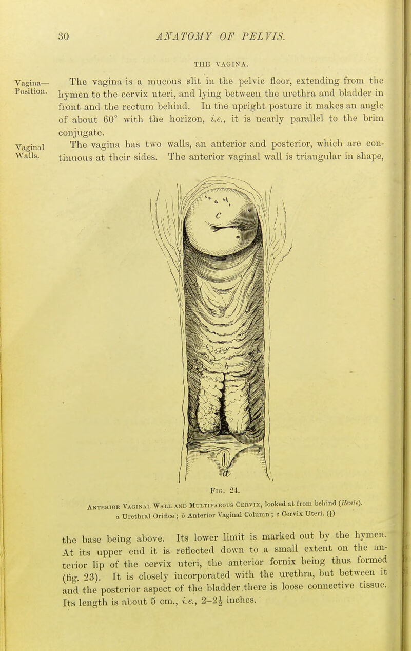 THE VAGIN'A. Vagina— Position. Vaginal Walls. The vagina is a mucous slit in the pelvic flooi-, extending from the hymen to the cervix uteri, and lying between the urethra and bladder in front and the rectum behind. In the upright posture it makes an angle of about 60° with the horizon, i.e., it is nearly parallel to the brim coniugate. The vagina has two walls, an anterior and posterior, which are con- tinuous at their sides. The anterior vaginal wall is triangular in shape. Fig. 24. Anteriob Vaoinal Wall and Multiparods Cervix, looked at from beliind {Henk). a Urethral Orifice ; b Anterior Vaginal Column ; c Cervix Uteri. (\) the base being above. Its lower limit is marked out by the hymen. At its upper end it is reflected down to a small extent on the an- terior lip of the cervix uteri, the anterior fornix being thus formed (tig. 23). It is closely incorporated with the urethra, but between it and the posterior aspect of the bladder .there is loose connective tissue. Its length is about 5 cm., ie., 2-2^ inches.