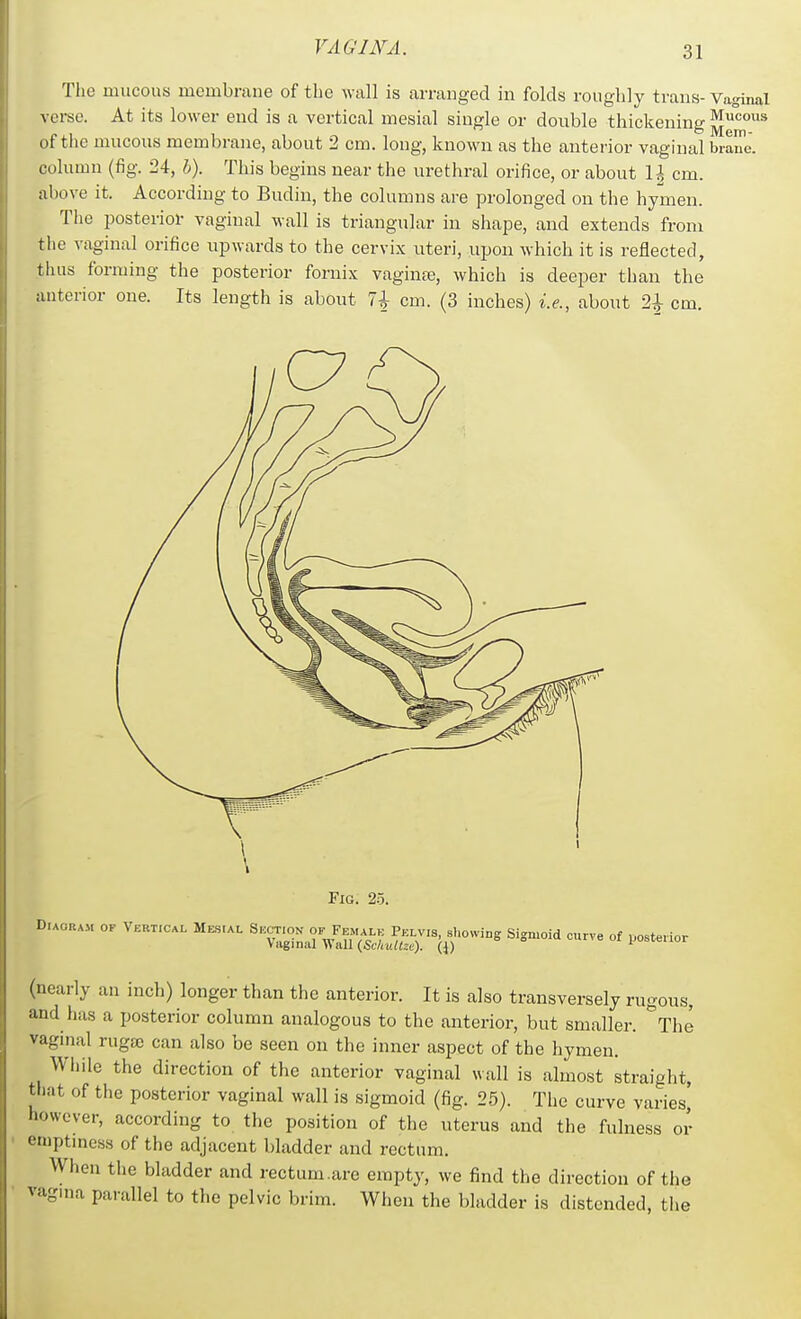 The mucous membrane of the wall is arranged in folds roughly trans- Vaginal verse. At its lower end is a vertical mesial single or double thickening of the mucous membrane, about 2 cm. long, known as the anterior vaginal branJ. column (fig. 24, h). This begins near the urethral orifice, or about U cm. above it. According to Budin, the columns are prolonged on the hymen. The posterior vaginal wall is triangular in shape, and extends from the vaginal orifice upwards to the cervix uteri, upon which it is reflected, tluis forming the posterior fornix vaginre, which is deeper than the anterior one. Its length is about 7^ cm. (3 inches) i.e., about 21 cm. Fig. 2.5. o. V.K.C.. ^^^^^^^^^^^o.^n. Sigmoid curve of .oeterior (nearly an inch) longer than the anterior. It is also transversely rugous, and has a posterior column analogous to the anterior, but smaller. ^The vagmal ruga; can also be seen on the inner aspect of the hymen. While the direction of the anterior vaginal wall is almost straight, that of the posterior vaginal wall is sigmoid (fig. 25). The curve varies' I'owever, according to the position of the uterus and the fulness or emptiness of the adjacent bladder and rectum. When the bladder and rectum.are empty, we find the direction of the vaguia parallel to the pelvic brim. When the bladder is distended, tlie