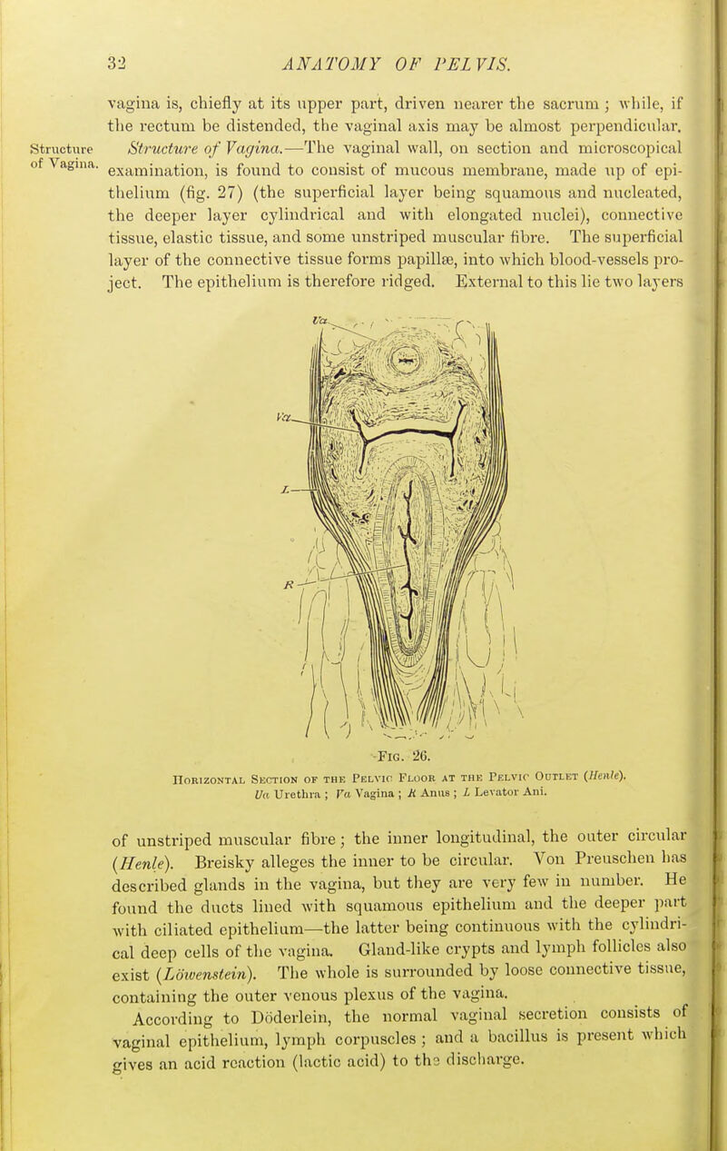 vagina is, chiefly at its upper part, driven nearer the sacrum; while, if the rectum be distended, the vaginal axis may be almost perpendicular. Structure Structure of Vagina.—The vaginal wall, on section and microscopical of Vagina, examination, is found to consist of mucous membrane, made up of epi- thelium (f]g. 27) (the superficial layer being squamous and nucleated, the deeper layer cylindrical and with elongated nuclei), connective tissue, elastic tissue, and some unstriped muscular fibre. The superficial layer of the connective tissue forms papillae, into which blood-vessels pro- ject. The epithelium is therefore ridged. External to this lie two layers ■Fig. 26. IIORIZONTAL SkCTION OF THE PELVIC FLOOR AT THE PELVIC OdTLET (Hcilfc). Ua Urethra ; Va Vagina ; H Anus ; L Levator Ani. of unstriped muscular fibre; the inner longitudinal, the outer circular (Henle). Breisky alleges the inner to be circular. Von Preuschen has described glands in the vagina, but they are very few iu number. He found the ducts lined with squamous epithelium and the deeper part with ciliated epithelium—the latter being continuous with the cylindri- cal deep cells of the vagina. Gland-like crypts and lymph follicles also exist {Ldivenstein). The whole is surrounded by loose connective tissue, containing the outer venous plexus of the vagina. According to Doderlein, the normal vaginal secretion consists of vaginal epithelium, lymph corpuscles ; and a bacillus is present which gives an acid reaction (lactic acid) to th3 discharge.