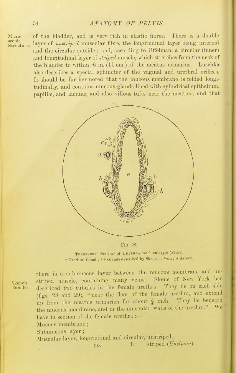 ISIicro- scopic Sti'iicture. of the bladder, and is very rich in elastic fibres. There is a double layer of unstriped muscular fibre, the longitudinal layer being internal and the circular outside ; and, according to UfFelman, a circular (inner) and longitudinal layer of strijyed muscle, which stretches from the neck of the bladder to within '6 in. (H cm.) of the meatus uriuarius. Luschka also describes a special sphincter of the vaginal and urethral orifices. It should be further noted that the mucous membrane is folded longi- tudinally, and contains mucous glands lined with cylindrical epithelium, papillfe, and lacunae, and also villous tufts near the meatus ; and that Skene's Tubales. Fig. 28. Transverse Section of Uretura much enlarged (Skene), a Urethral Canal; b b Glands described by Skene ; c Vein ; d Artery. there is a submucous layer between the mucous membrane and un- striped muscle, containing many veins. Skene of New York has described two tubules in the female urethra. They lie on each side (figs. 28 and 29), near the floor of the female urethra, and extend up from the meatus uriuarius for about f inch. They lie beneath the mucous membrane, and in the muscular walls of the ui'cthra. We have in section of the female urethra :— Mucous membrane ; Submucous layer ; Muscular layer, longitudinal and circular, unstriped ; do. do. striped {Uffelman).