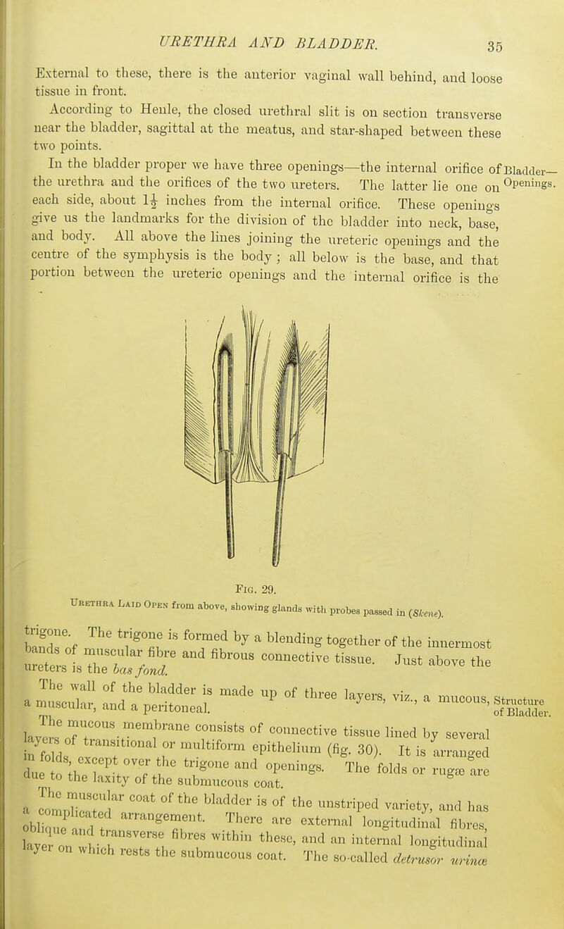 External to tliese, there is the anterior vaginal wall behind, and loose tissue in front. According to Henle, the closed urethral slit is on section transverse near the bladder, sagittal at the meatus, and star-shaped between these two points. In the bladder proper we have three openings—the internal orifice of Bladder- the urethra and the orifices of the two ureters. The latter lie one on Openings, each side, about 1^ inches from the internal orifice. These openings g-ive us the landmarks for the division of the bladder into neck, base, and body. All above the lines joining the ureteric openings and the centre of the symphysis is the body ; all below is the base, and that portion between tlie ureteric openings and the internal orifice is the Fig. 29. UKETHRA La.o Open from above, showing glands with probes passed in (Skene). banckof ^'T'^ ' ^^'''^^^ ^^g^^^^r °f the i»^^ermost \J^'.Tr-T^ T''''' '''''''''''' by several b folds ov /  .r 'P''^'^^^^ ^^S. 30). It is arranged uue to the laxity of the submucous coat obW 1! There are external longitudinal fibres, layei on which rests the submucous coat. The so-called detrusor nrince