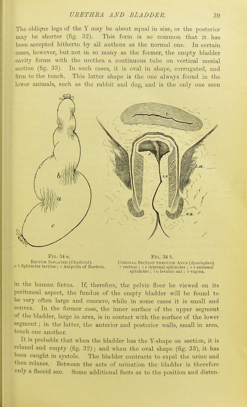 Tlie oblique legs of the Y may be about eq aal in size, or the posteiior may be shorter (fig. 32). This form is so common that it has been accepted hitherto by all authors as the normal one. In certain cases, howevei-, but not in so many as the former, the empty bladder cavity forms with the urethra a continuous tube on vertical mesial section (fig. 33). In such cases, it is oval in shajDC, corrugated, and firm to the touch. This latter shape is the one always found in the lower animals, such as the rabbit and dog, and is the only one seen Fig. 34 a. Rectum Inflated (Chadioicl-). 0. b Sphincter tertius ; c Ampulla of Rectum. Fig. 34 h. Coronal Section through Ands {Symington), r rectum ; i s internal sphincter ; e s external sphincter ; I a levator ani ; v vagina. in the human foetus. If, therefore, the pelvic floor be viewed on its peritoneal aspect, the fundus of the empty bladder will be found to be very often large and concave, while in some cases it is small and convex. In the former case, the inner surface of the upper segment of the bladder, large in area, is in contact with the surface of the lower segment; in the latter, the anterior and posterior walls, small in area, touch one another. It is probable that when the bladder has the Y-shape on section, it is relaxed and empty (fig. 32); and when the oval shape (fig. 33), it has been caught in systole. The bladder contracts to expel the urine and then relaxes. Between the acts of urination the bladder is therefore only a flaccid sac. Some additional facts as to the position and disten-