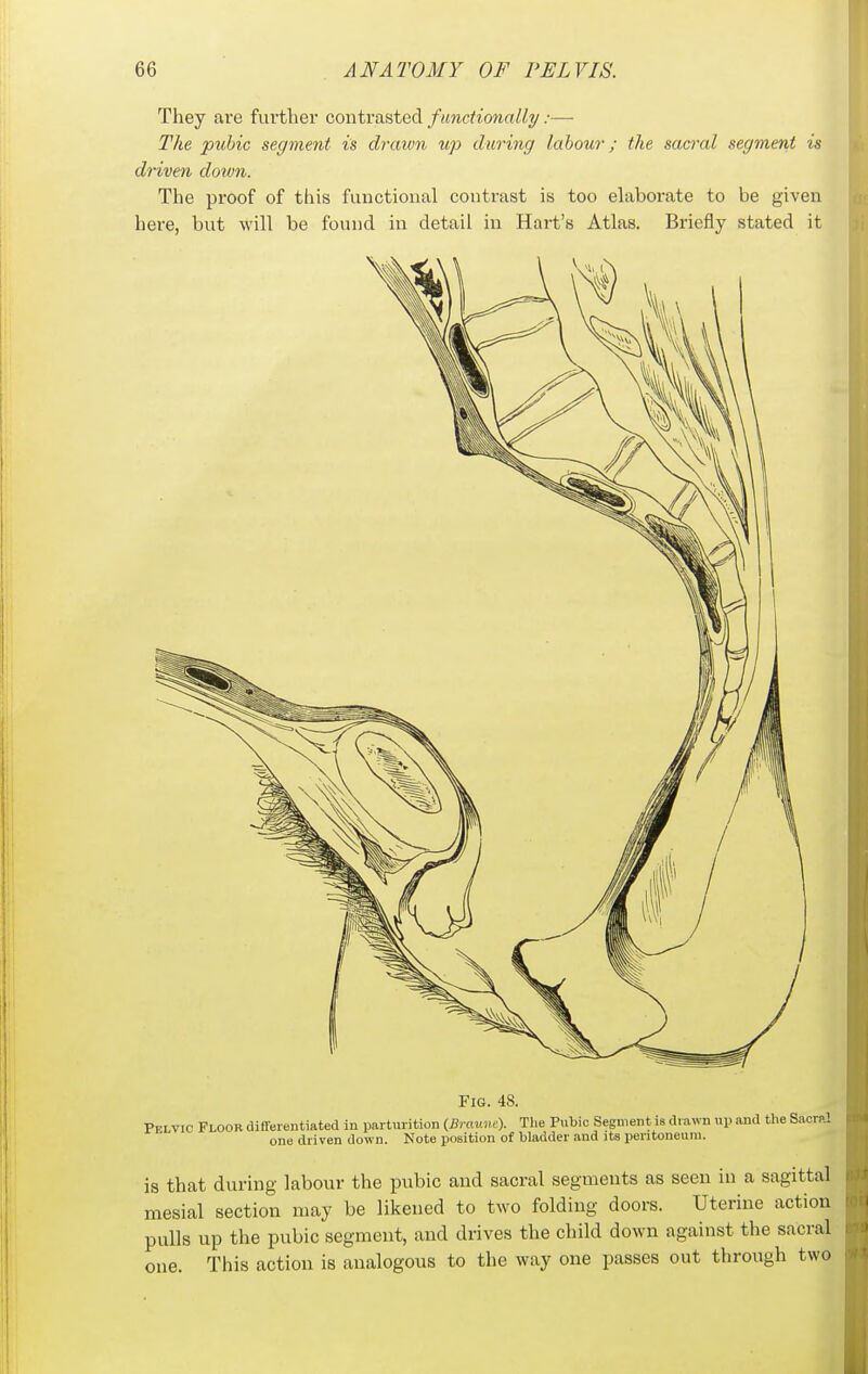 They are further contrasted f unctionally:— The pubic segment is drcmn up during labour; the sacral segment is driven down. The proof of this functional contrast is too elaborate to be given here, but will be found in detail in Hart's Atlas. Briefly stated it Fig. 48. Pelvic Floor differentiated in parturition (Braunc). The Pubic Segment is drawn up and the Sacrftl one driven down. Note position of bladder and its peritoneum. is that during labour the pubic and sacral segments as seen in a sagittal mesial section may be likened to two folding doore. Uterine action pulls up the pubic segment, and drives the child down against the sacral one. This action is analogous to the way one passes out through two